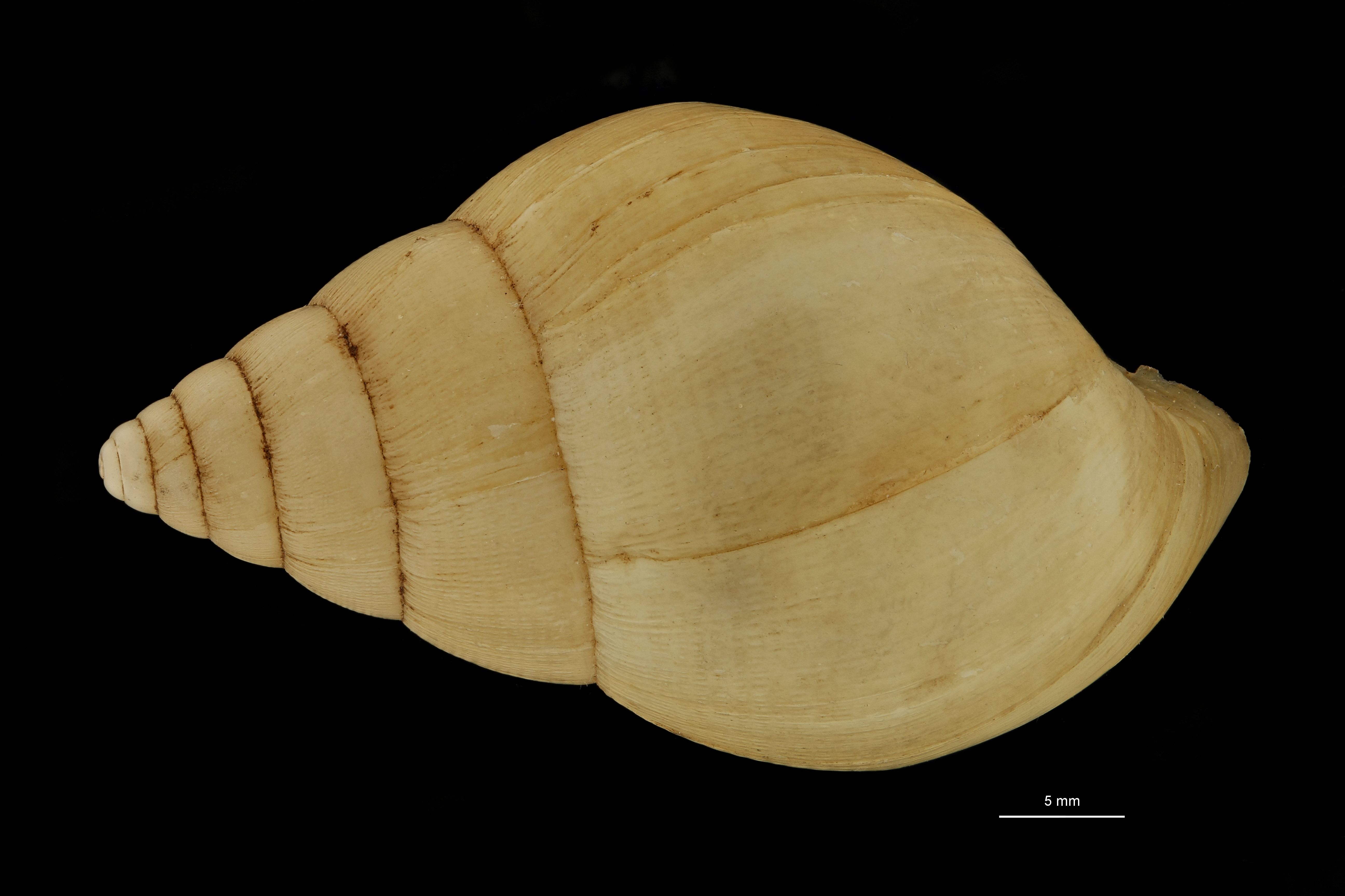 BE-RBINS-INV SYNTYPE MT.3674 Limicolaria hidalgoi DORSAL.jpg