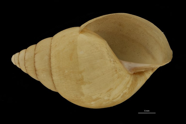 BE-RBINS-INV SYNTYPE MT.3674 Limicolaria hidalgoi FRONTAL.jpg