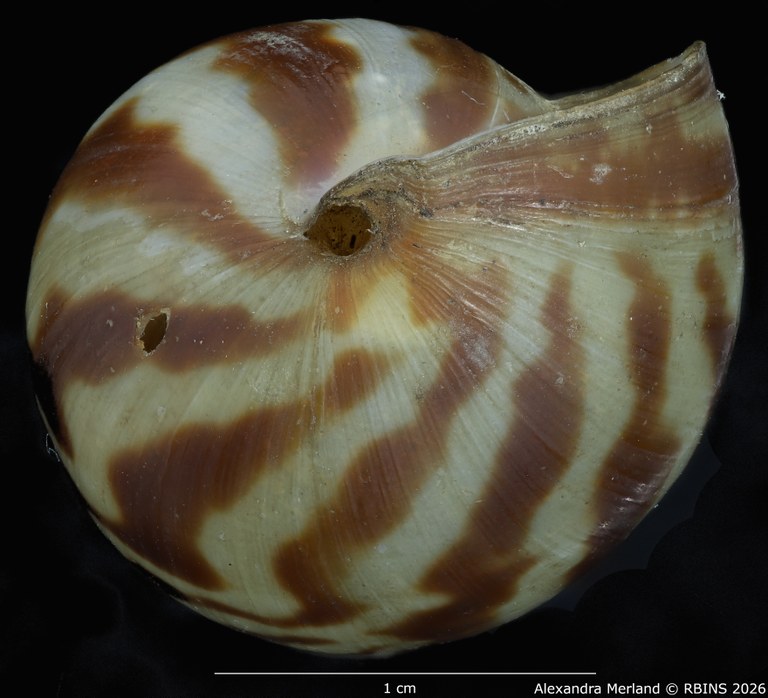 BE-RBINS-INV-MT-1433-Limicolaria-kobelti-st-Bottom.jpg