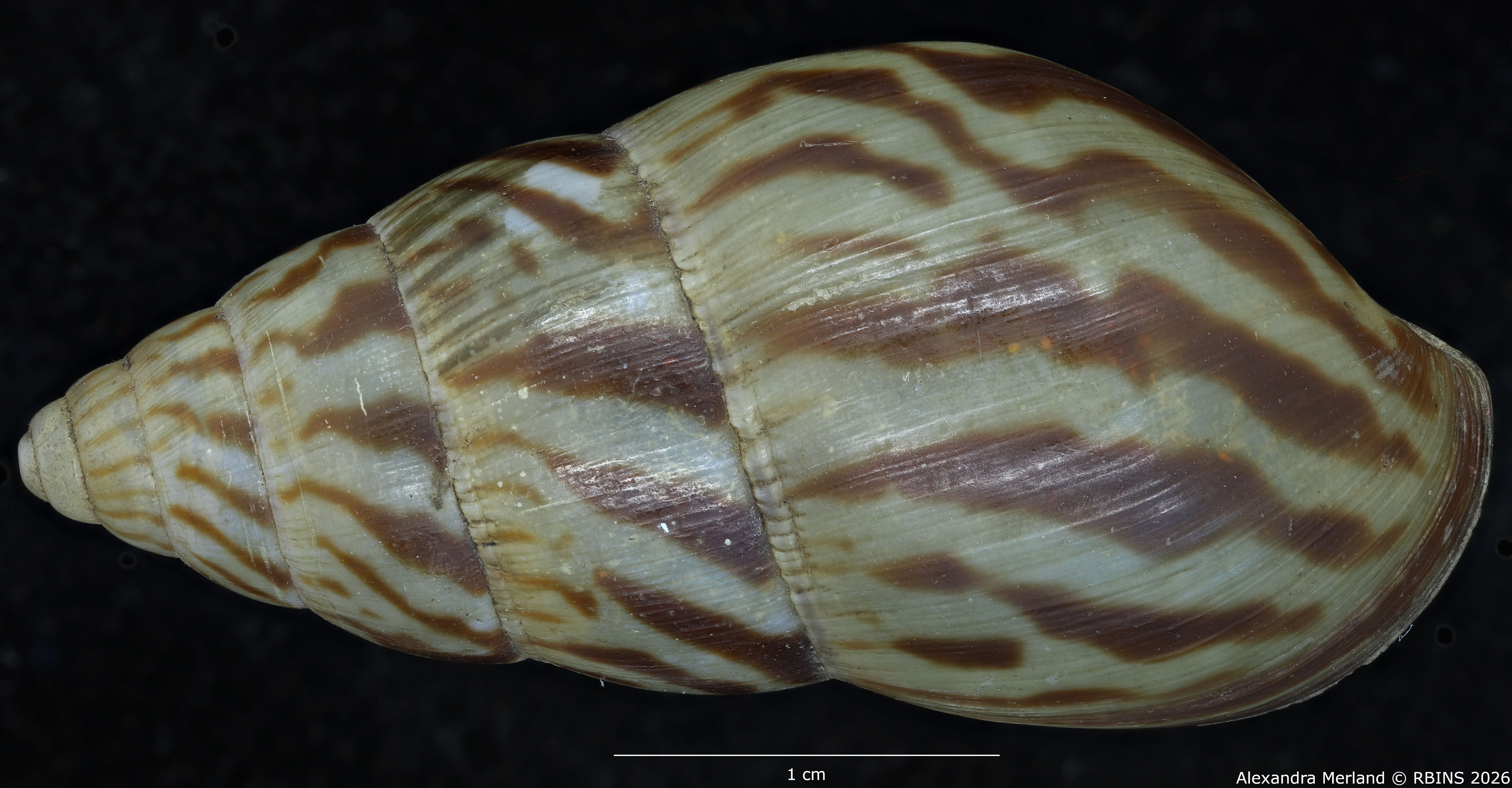 BE-RBINS-INV-MT-1433-Limicolaria-kobelti-st-D.jpg