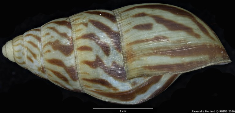 BE-RBINS-INV-MT-1433-Limicolaria-kobelti-st-L.jpg