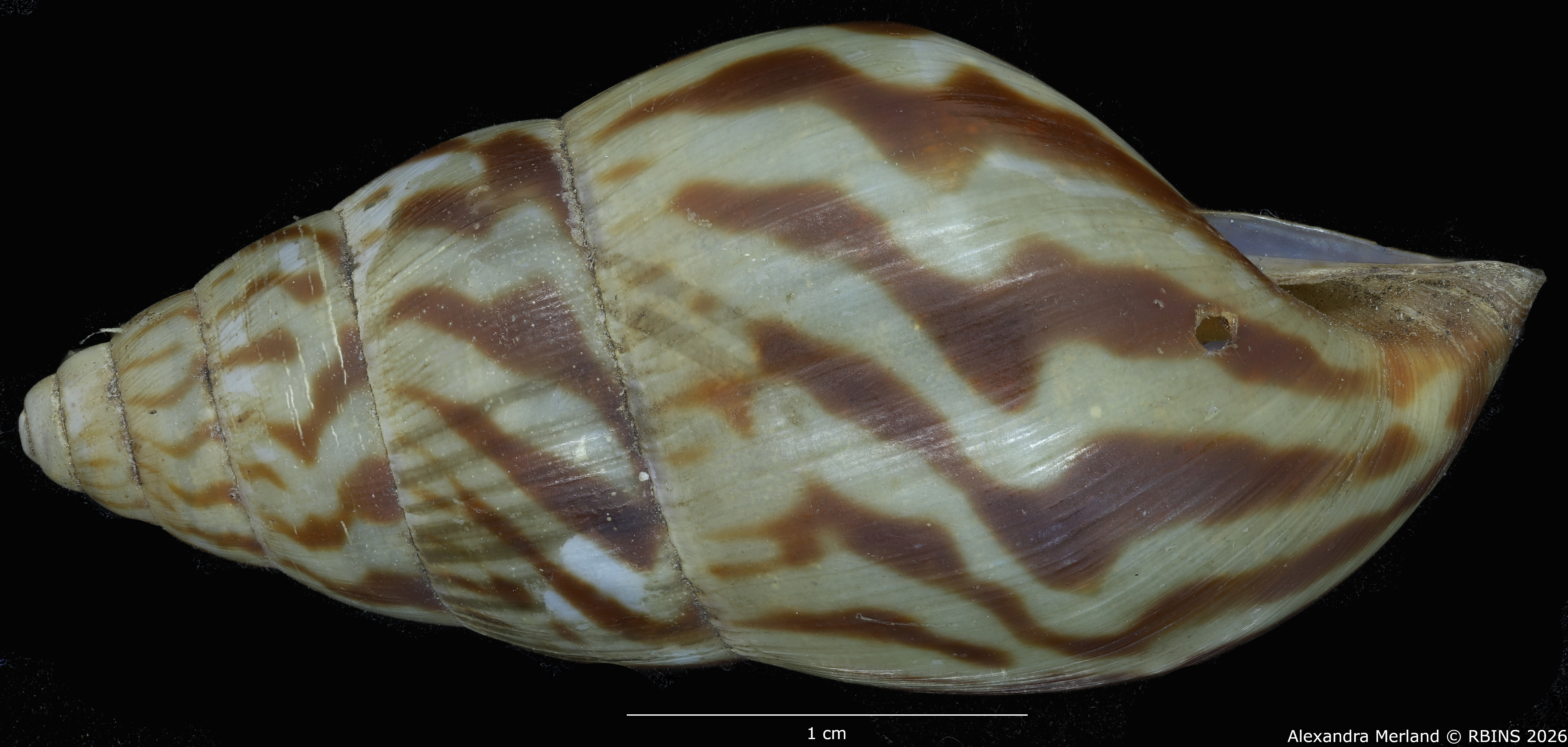 BE-RBINS-INV-MT-1433-Limicolaria-kobelti-st-L2.jpg
