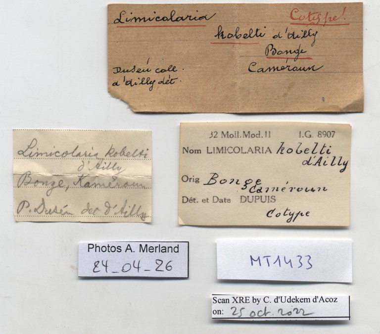 BE-RBINS-INV-MT-1433-Limicolaria-kobelti-st-label.jpg