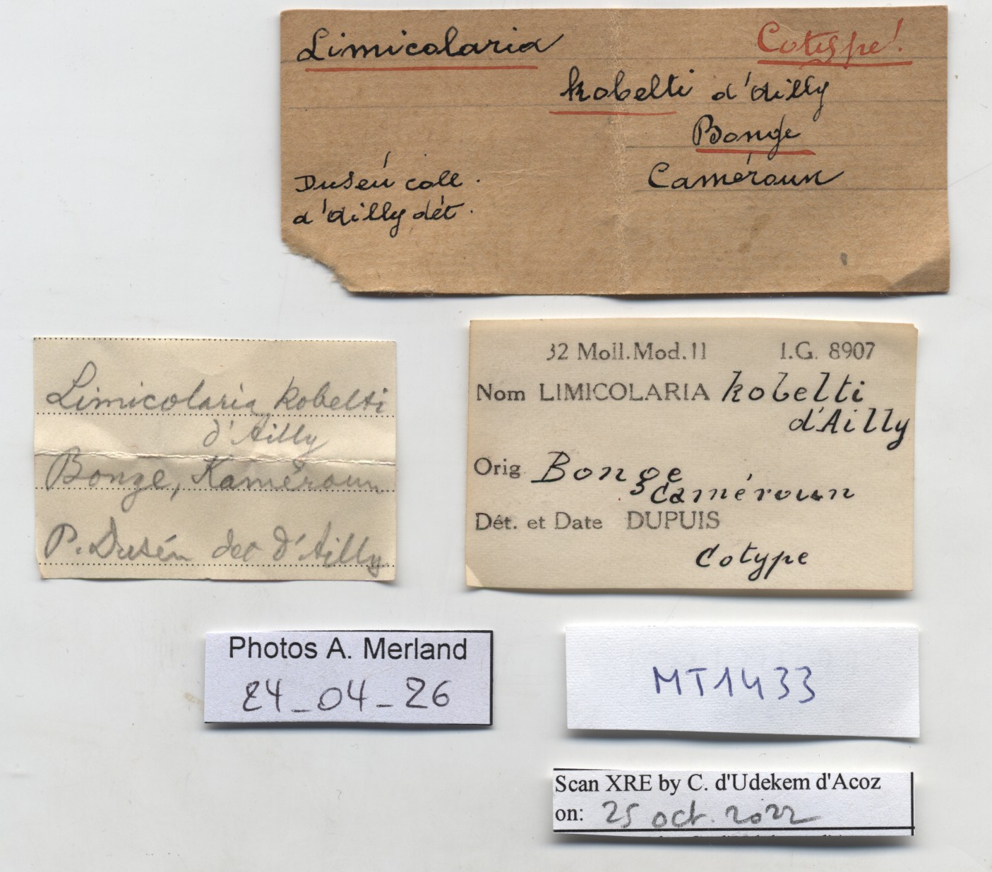 BE-RBINS-INV-MT-1433-Limicolaria-kobelti-st-label.jpg
