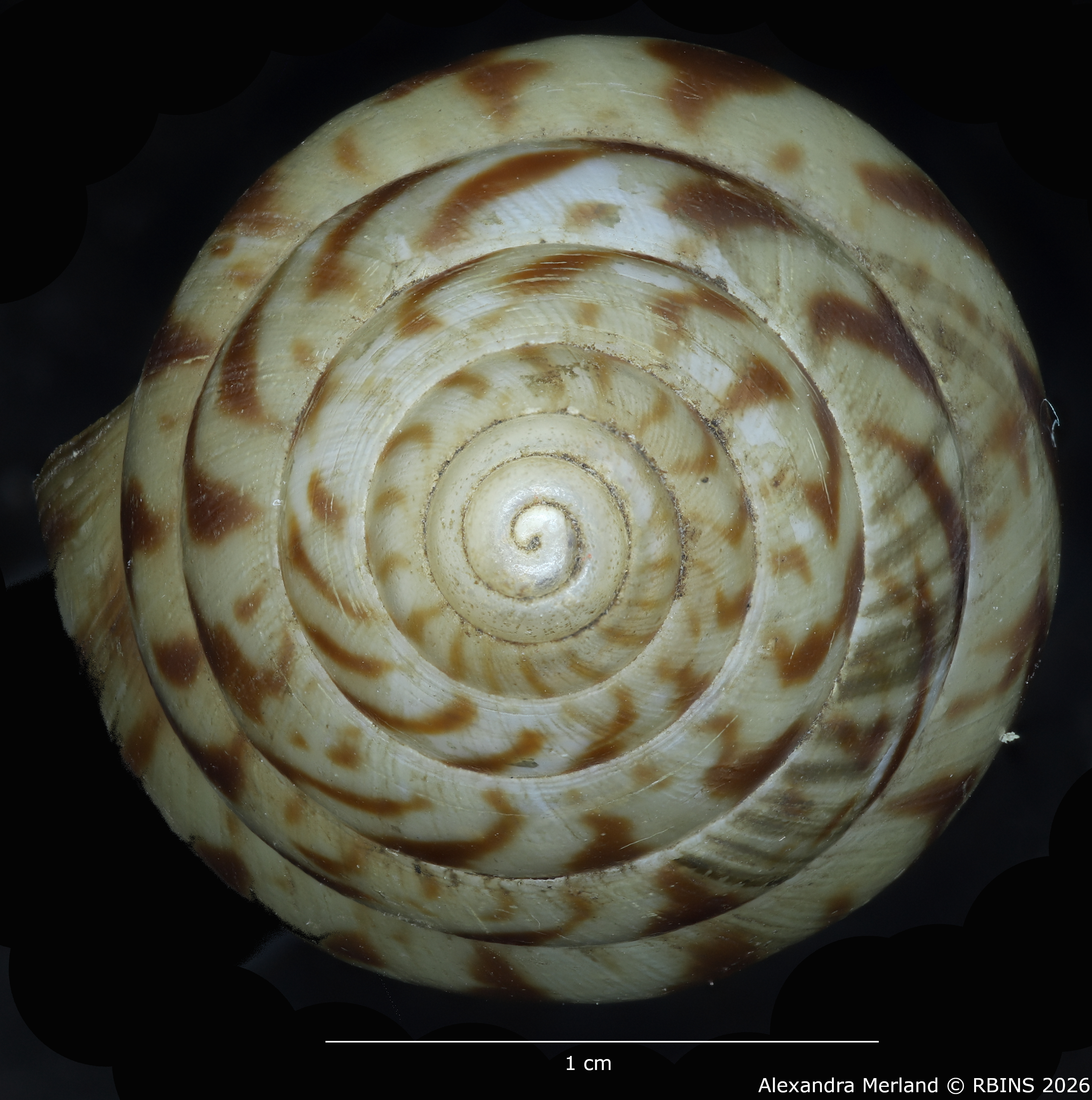 BE-RBINS-INV-MT-1433-Limicolaria-kobelti-st-Top.jpg