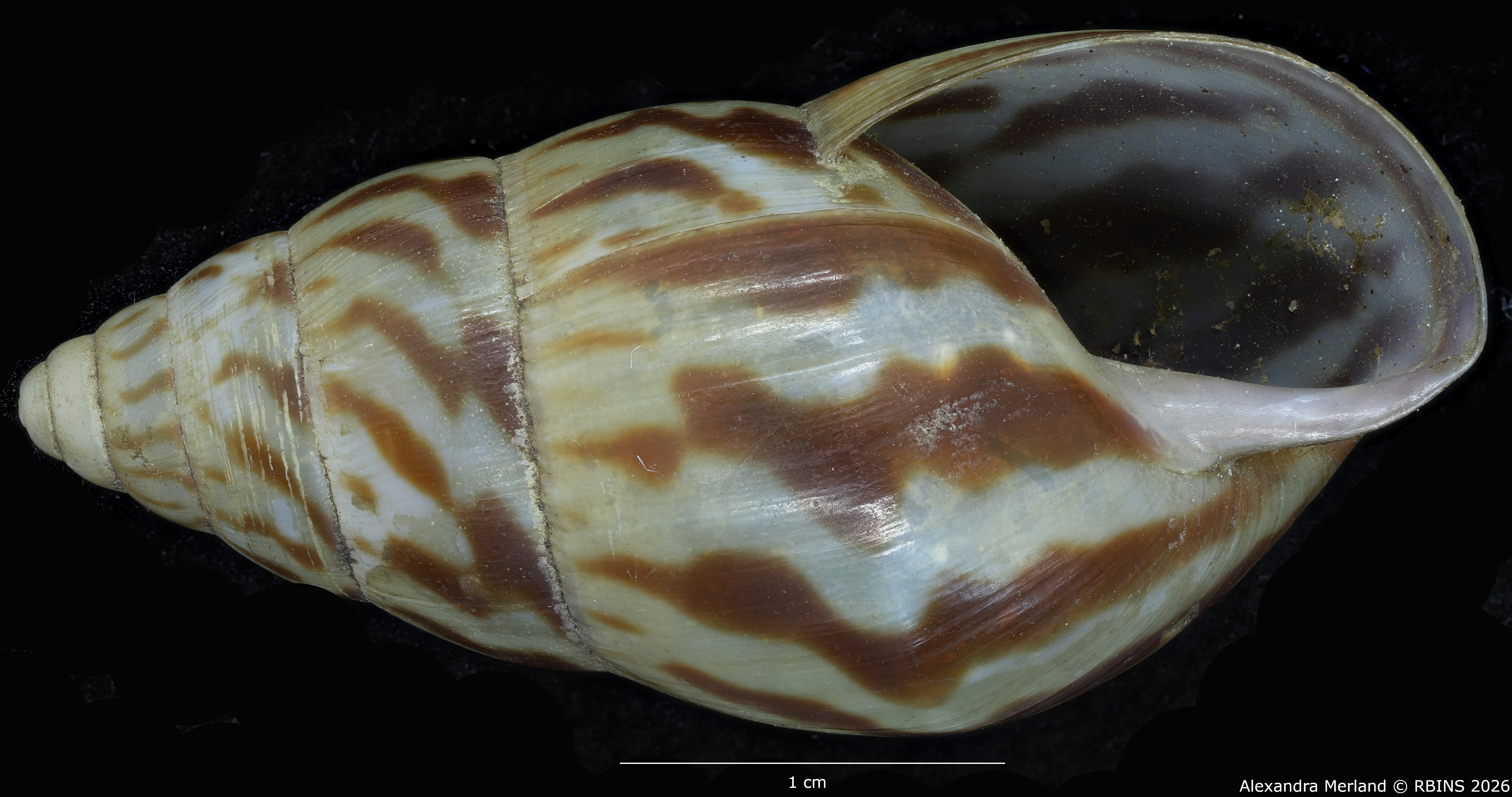 BE-RBINS-INV-MT-1433-Limicolaria-kobelti-st-V.jpg