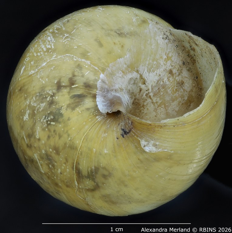 BE-RBINS-INV-MT-1596-Limicolaria-laeta medjensis-tp-Bottom.jpg