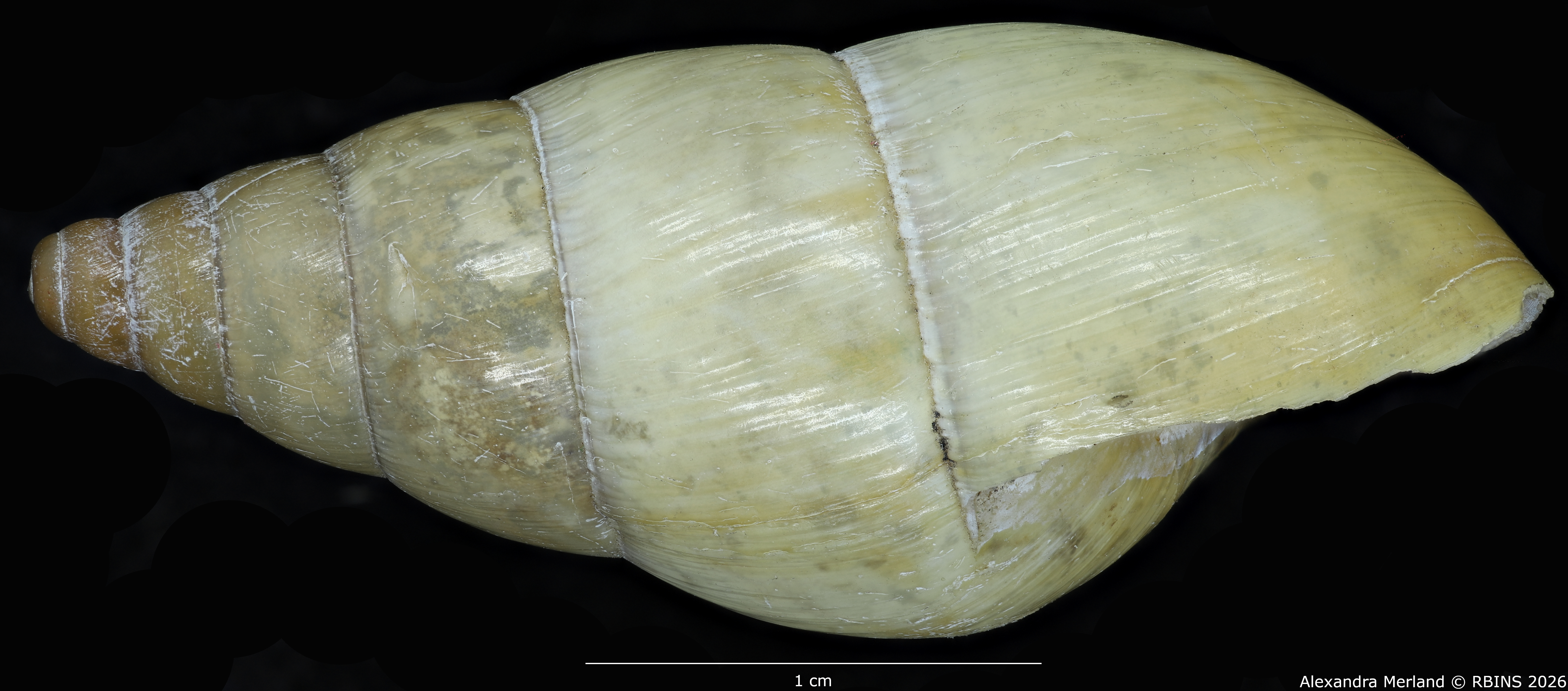 BE-RBINS-INV-MT-1596-Limicolaria-laeta medjensis-tp-L.jpg