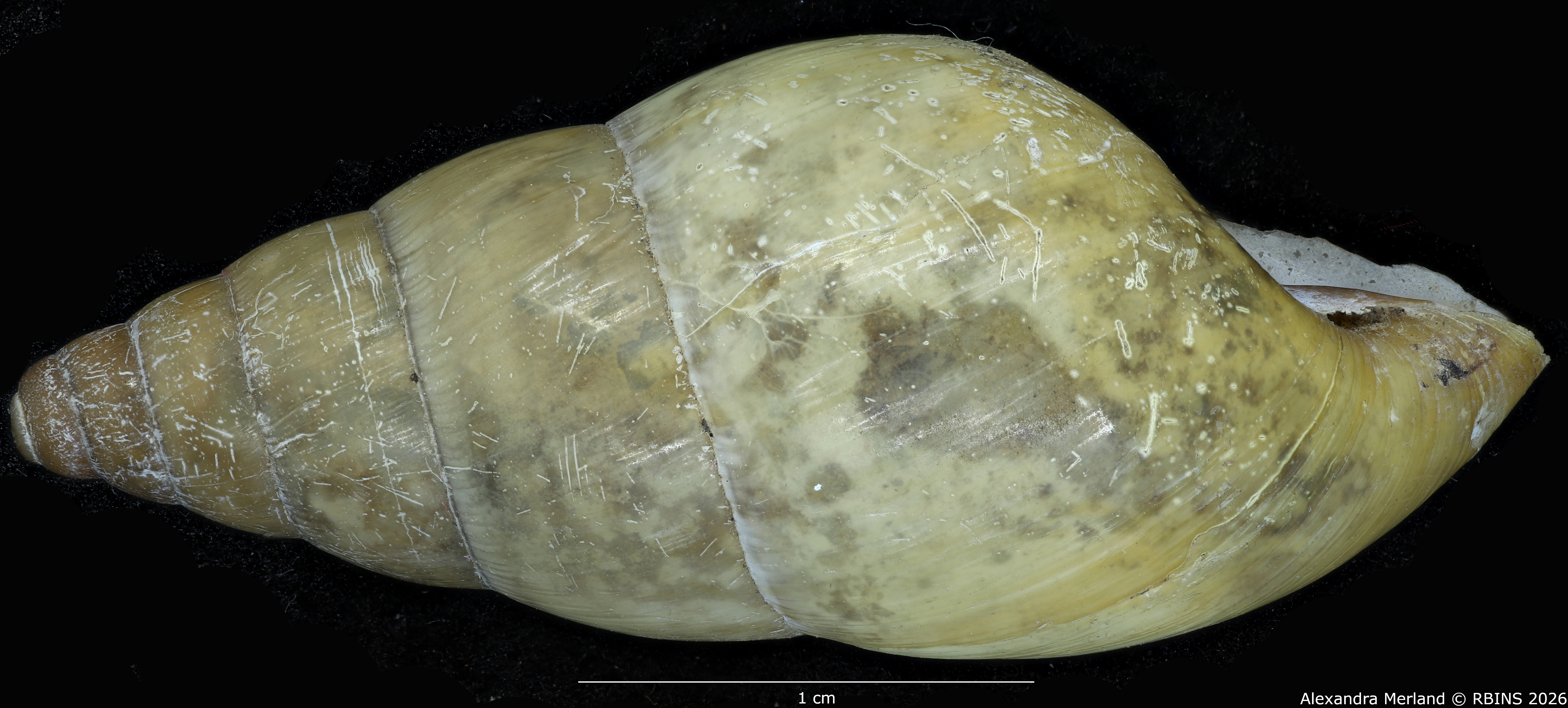 BE-RBINS-INV-MT-1596-Limicolaria-laeta medjensis-tp-L2.jpg