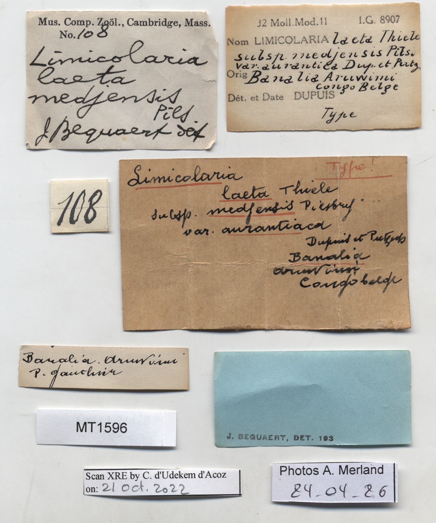 BE-RBINS-INV-MT-1596-Limicolaria-laeta medjensis-tp-label.jpg
