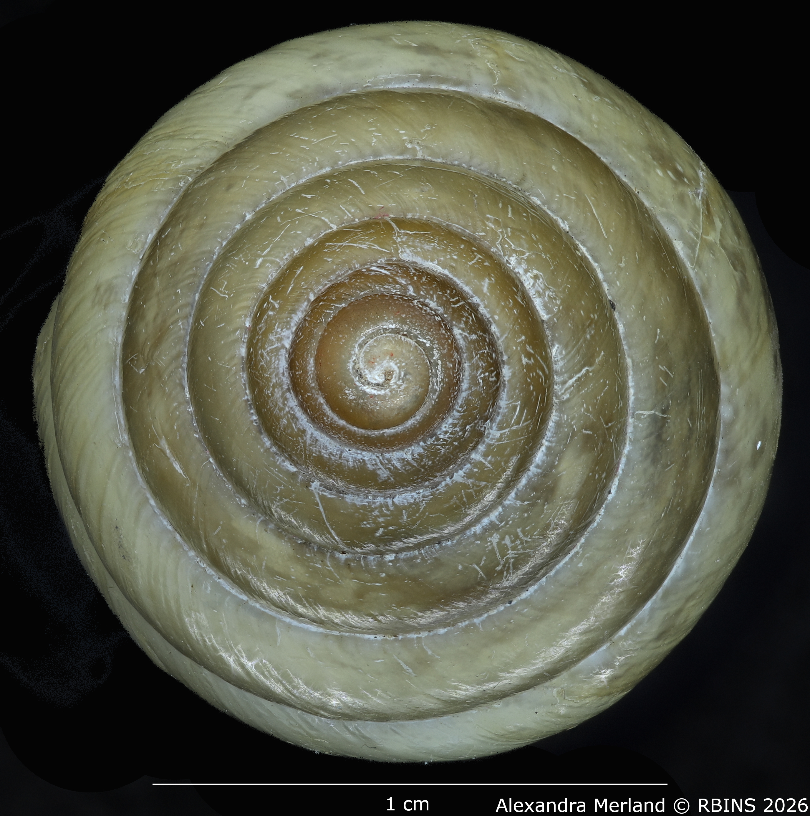 BE-RBINS-INV-MT-1596-Limicolaria-laeta medjensis-tp-Top.jpg