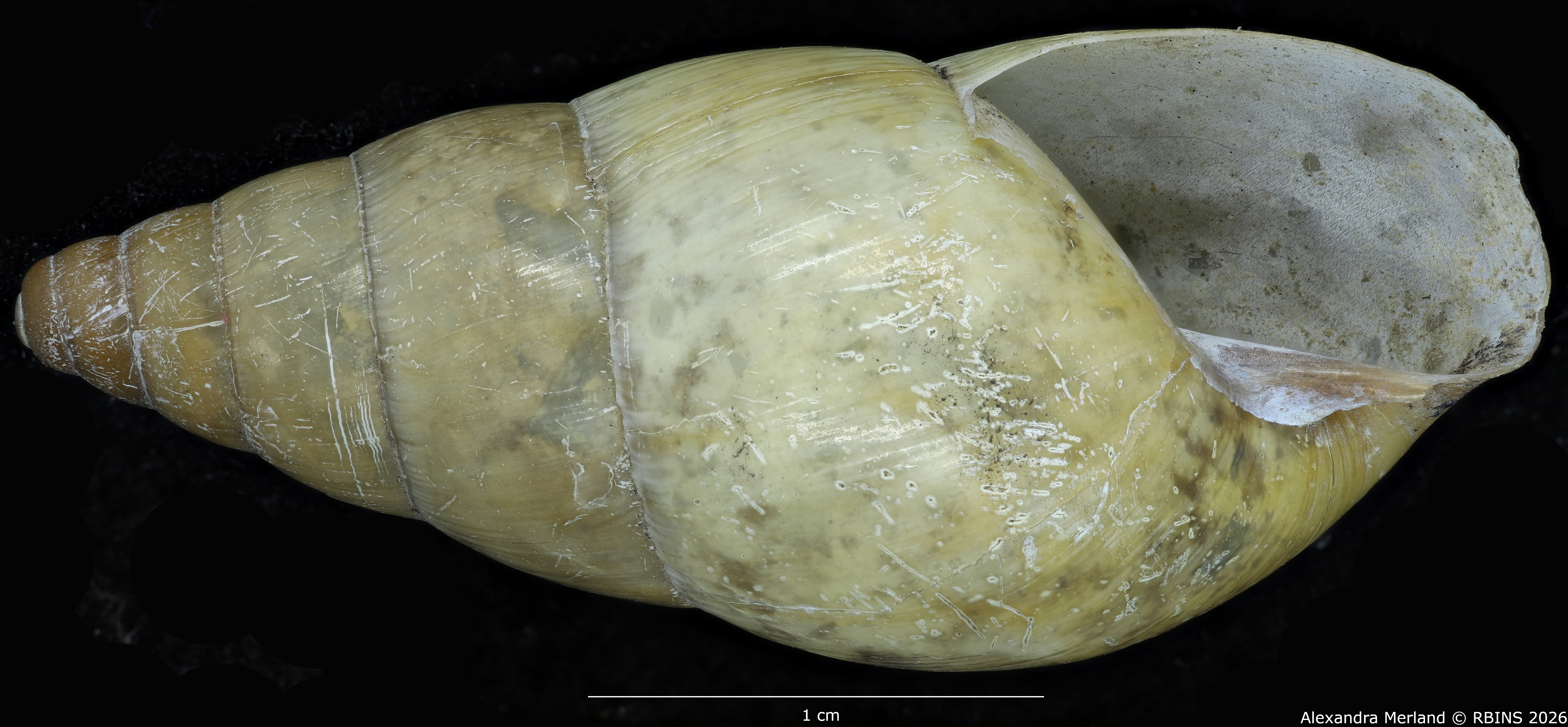 BE-RBINS-INV-MT-1596-Limicolaria-laeta medjensis-tp-V.jpg