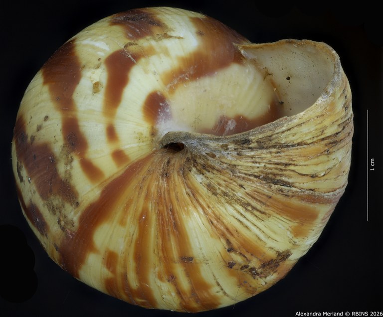 BE-RBINS-INV-MT-1414-Limicolaria-laikipiaensis-st-Bottom.jpg