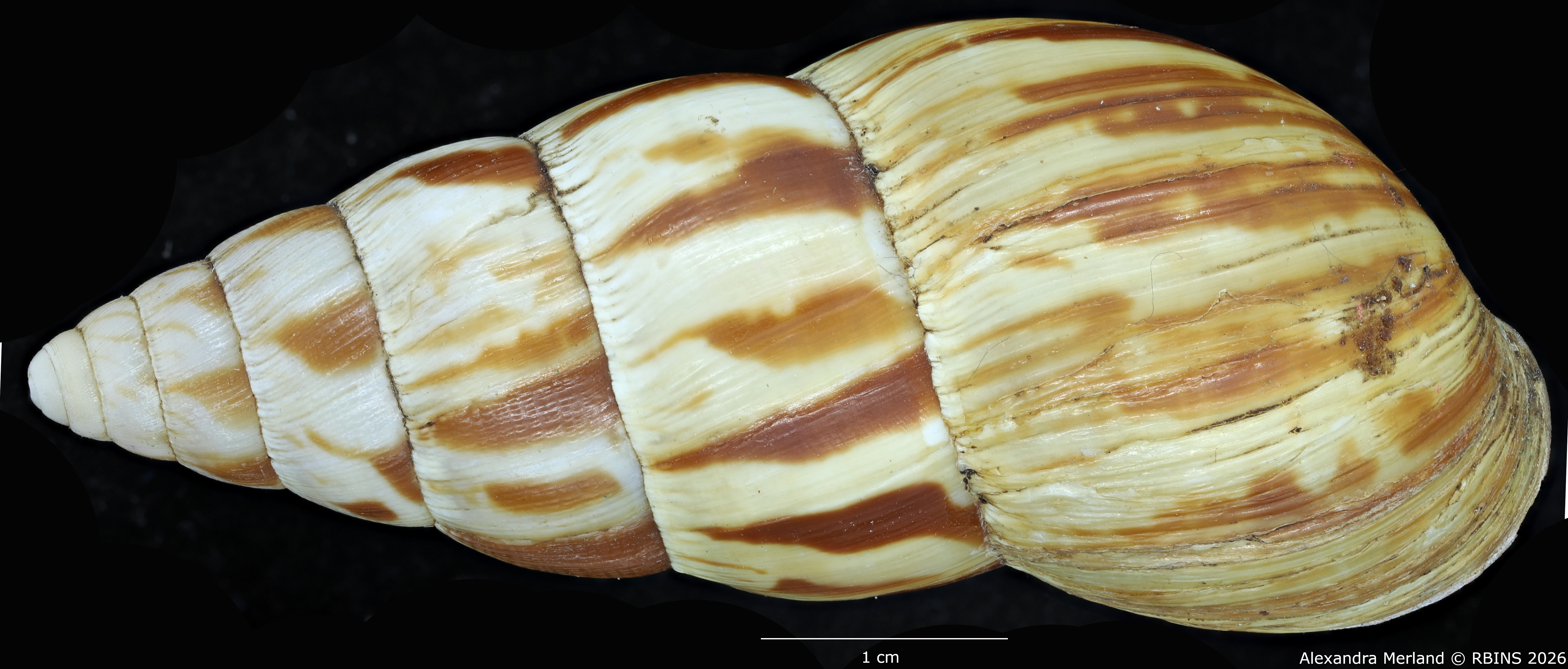 BE-RBINS-INV-MT-1414-Limicolaria-laikipiaensis-st-D.jpg