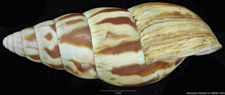 BE-RBINS-INV-MT-1414-Limicolaria-laikipiaensis-st-L.jpg