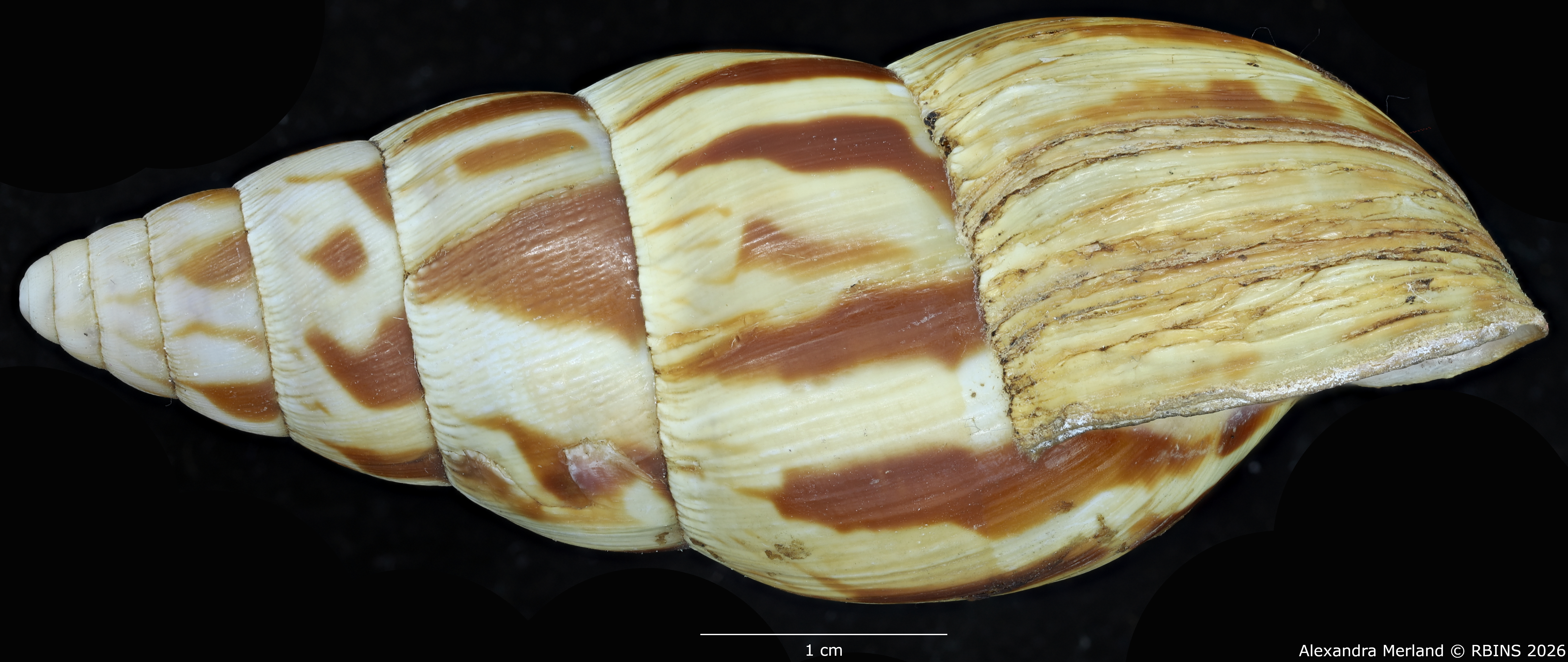 BE-RBINS-INV-MT-1414-Limicolaria-laikipiaensis-st-L.jpg