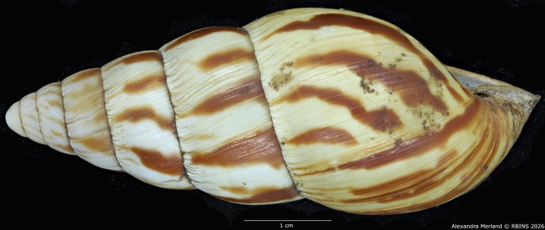 BE-RBINS-INV-MT-1414-Limicolaria-laikipiaensis-st-L2.jpg
