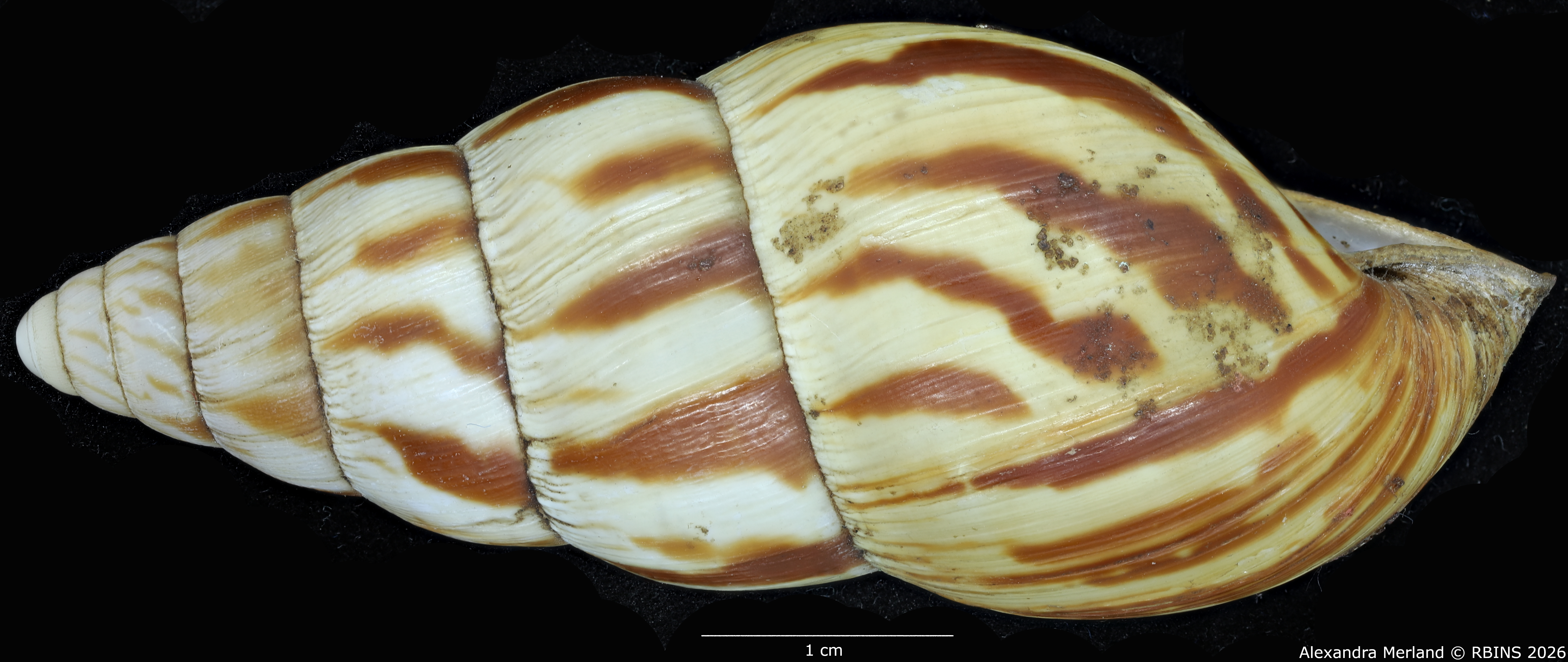 BE-RBINS-INV-MT-1414-Limicolaria-laikipiaensis-st-L2.jpg