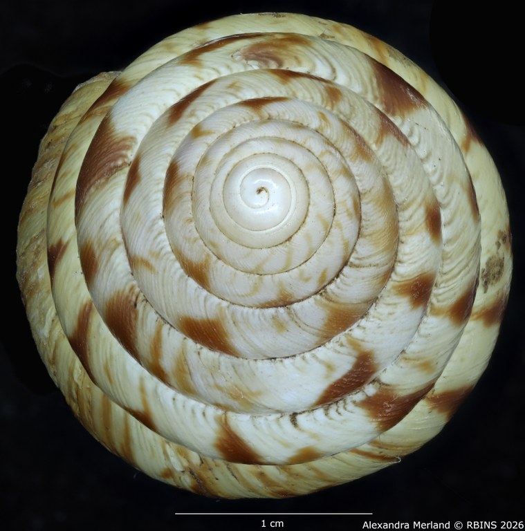 BE-RBINS-INV-MT-1414-Limicolaria-laikipiaensis-st-Top.jpg