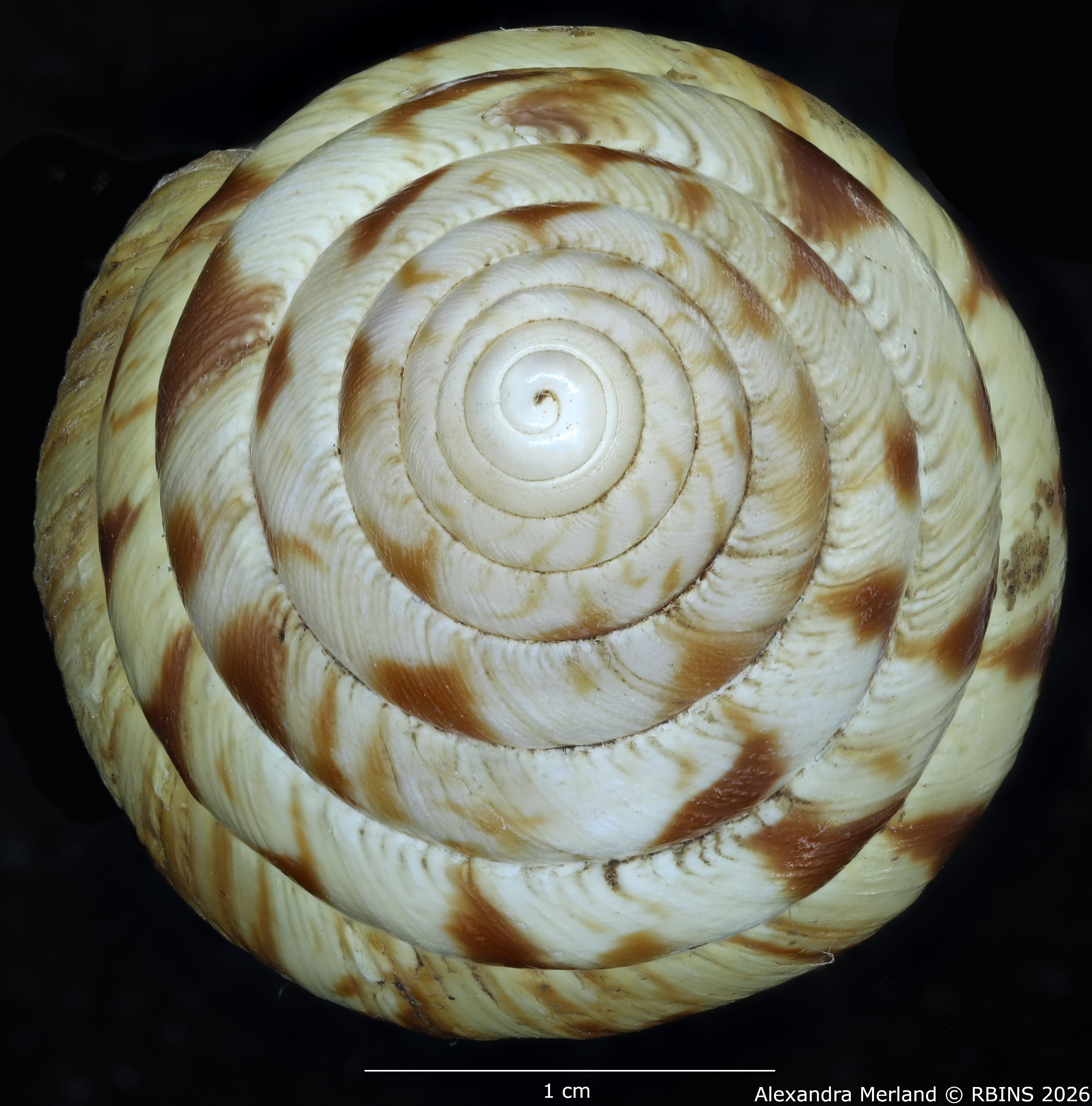 BE-RBINS-INV-MT-1414-Limicolaria-laikipiaensis-st-Top.jpg