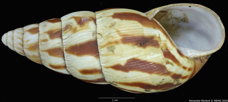 BE-RBINS-INV-MT-1414-Limicolaria-laikipiaensis-st-V.jpg