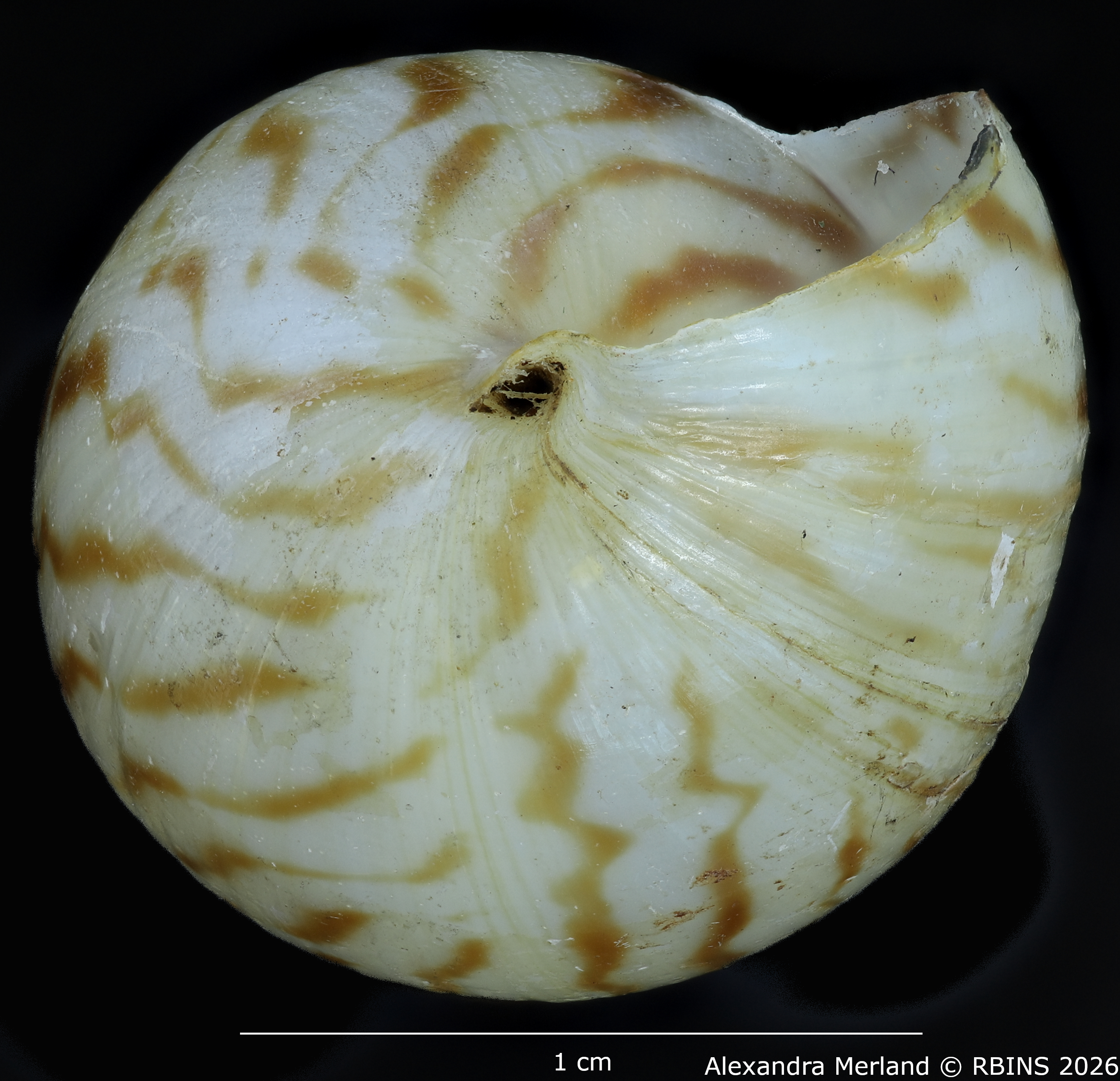 BE-RBINS-INV-MT-1428-Limicolaria-nairobiensis-st-Bottom.jpg