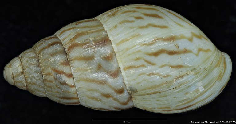BE-RBINS-INV-MT-1428-Limicolaria-nairobiensis-st-D.jpg
