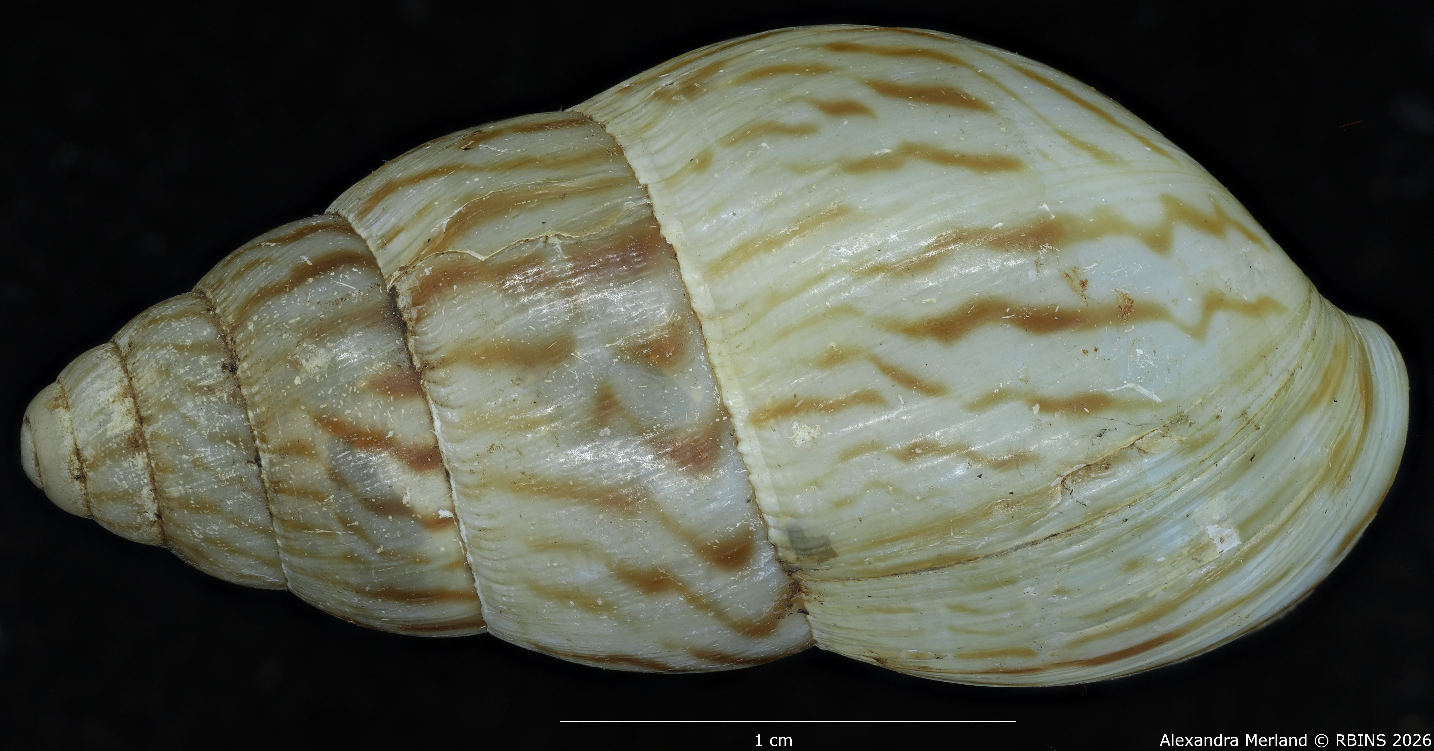 BE-RBINS-INV-MT-1428-Limicolaria-nairobiensis-st-D.jpg