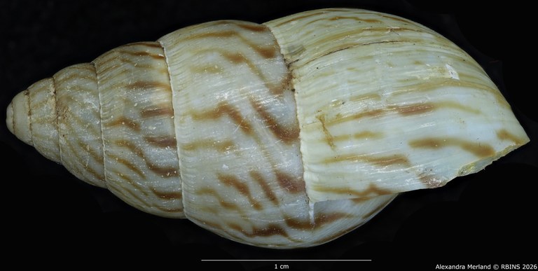 BE-RBINS-INV-MT-1428-Limicolaria-nairobiensis-st-L.jpg