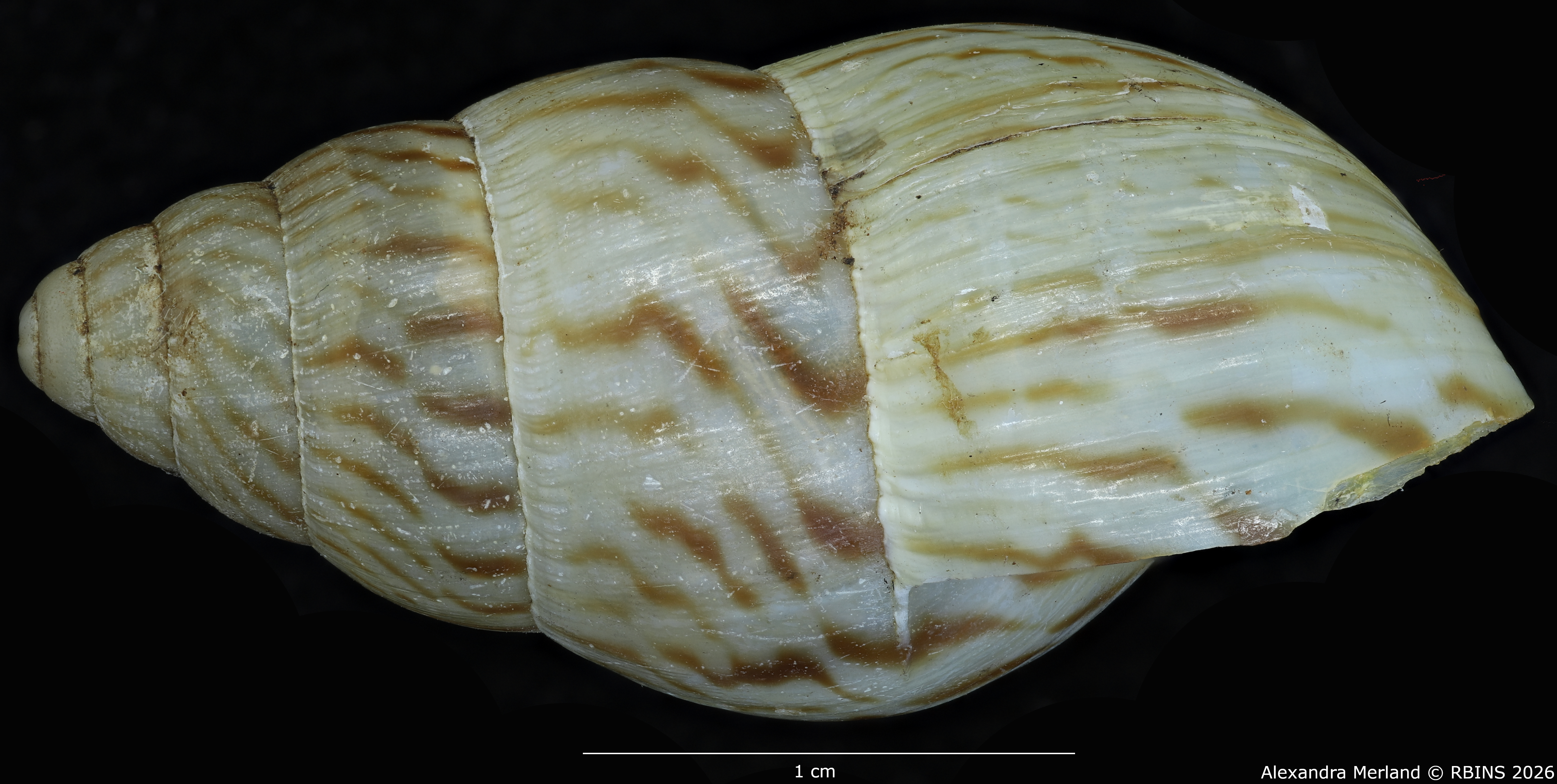 BE-RBINS-INV-MT-1428-Limicolaria-nairobiensis-st-L.jpg