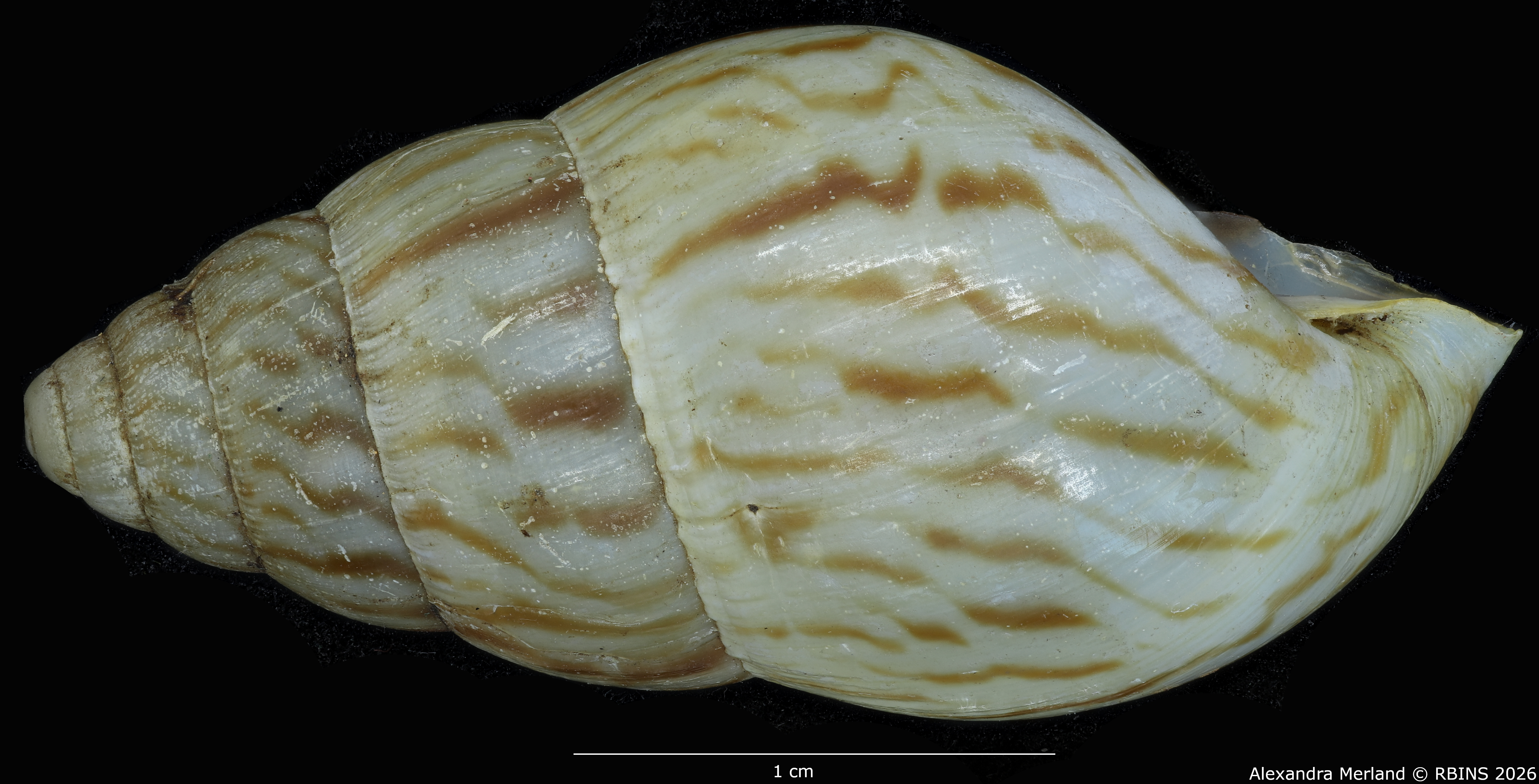 BE-RBINS-INV-MT-1428-Limicolaria-nairobiensis-st-L2.jpg