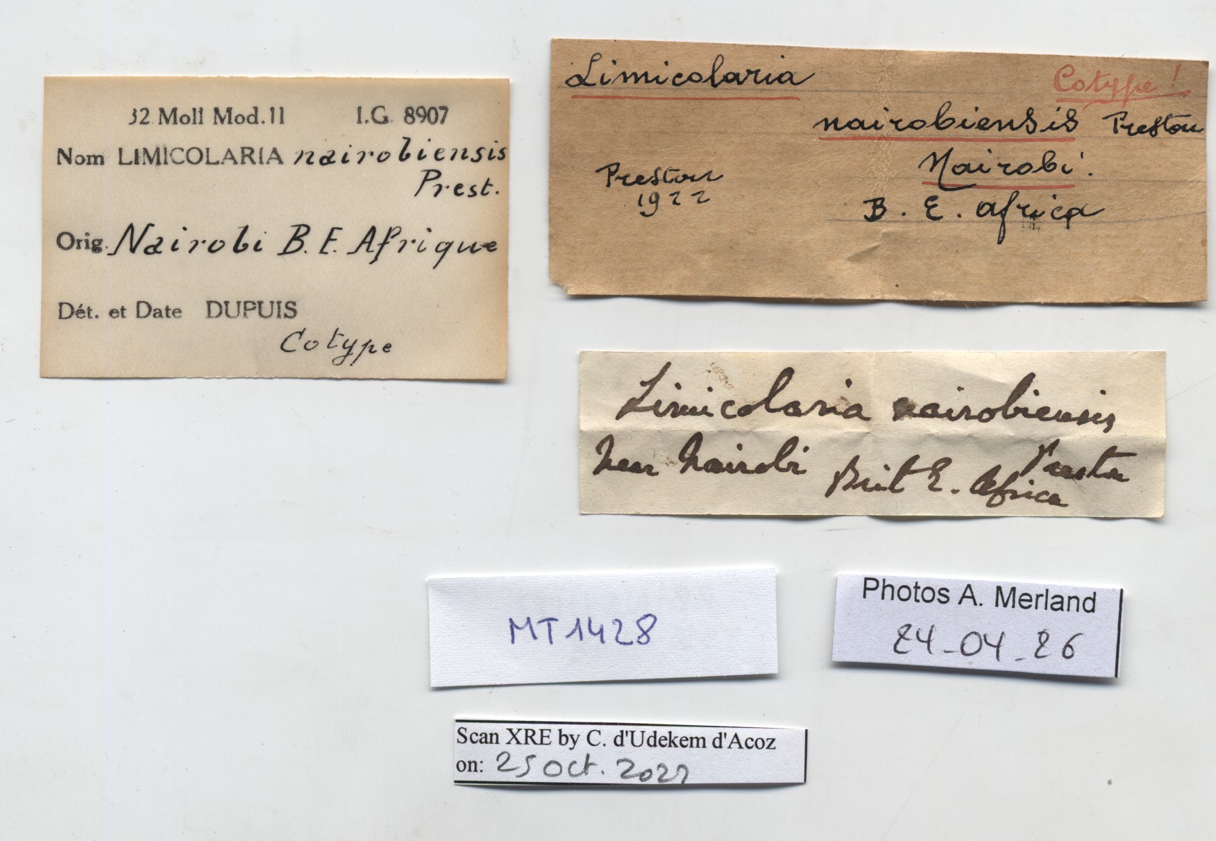 BE-RBINS-INV-MT-1428-Limicolaria-nairobiensis-st-label.jpg