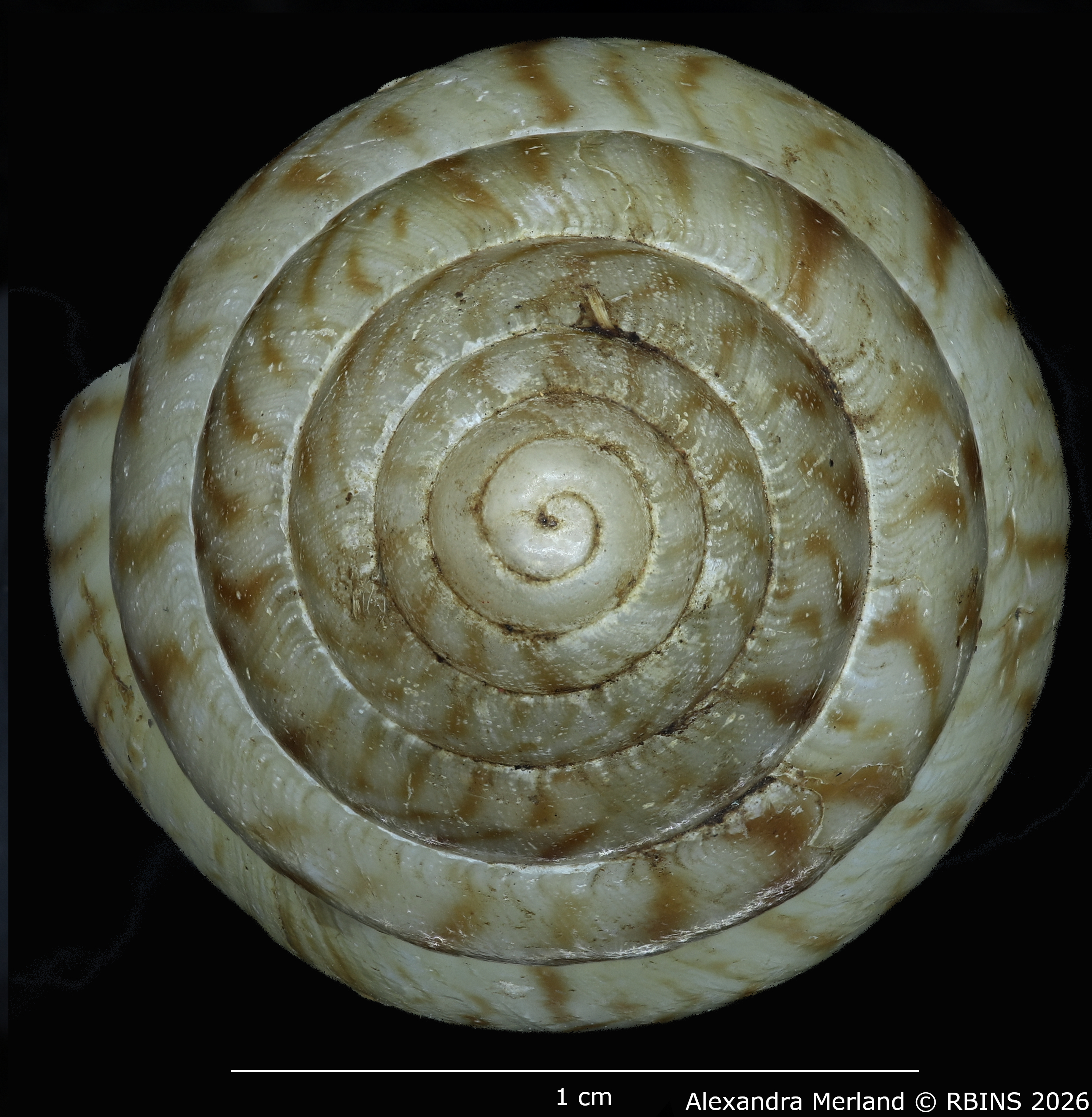 BE-RBINS-INV-MT-1428-Limicolaria-nairobiensis-st-Top.jpg