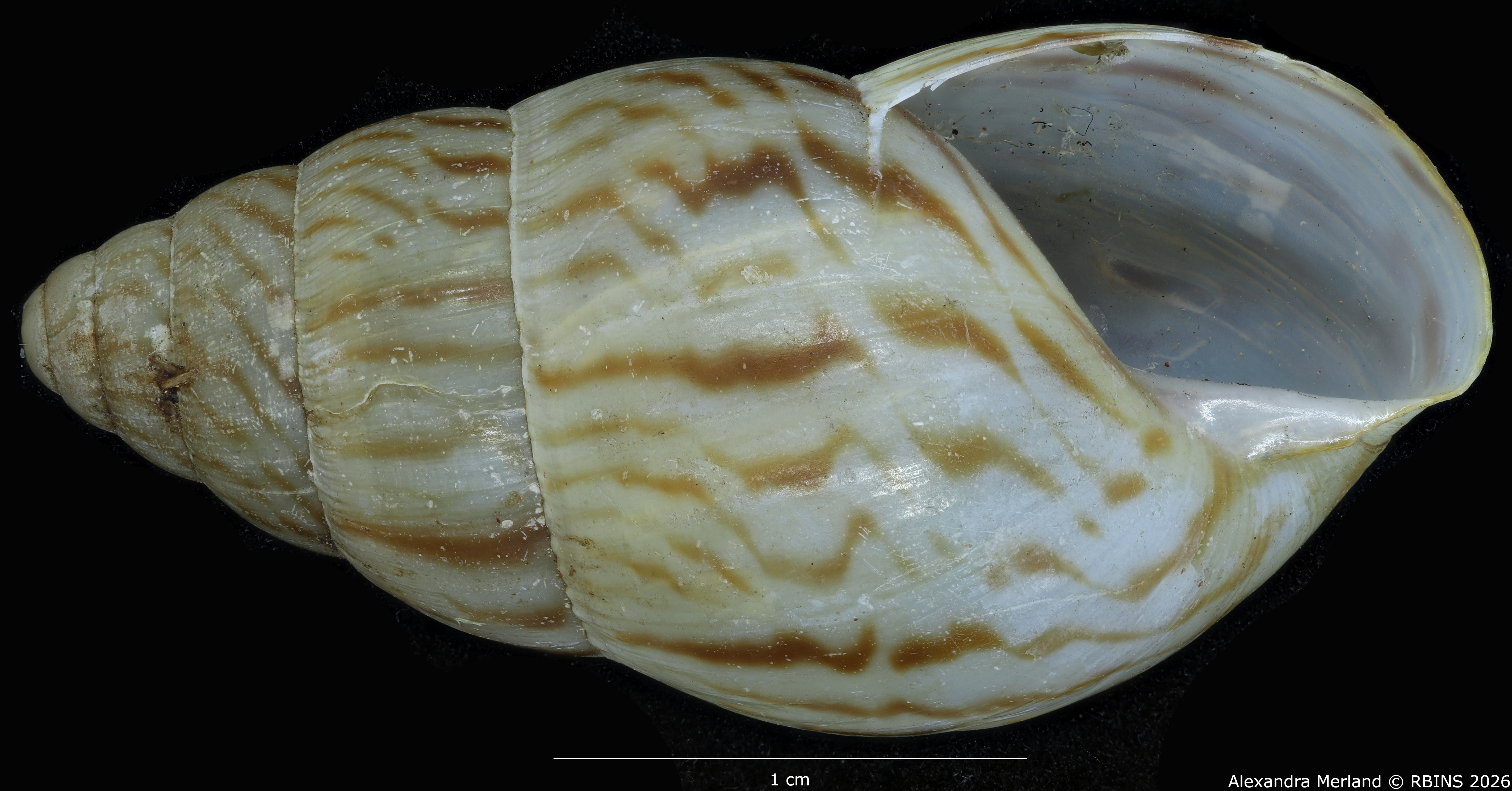 BE-RBINS-INV-MT-1428-Limicolaria-nairobiensis-st-V.jpg