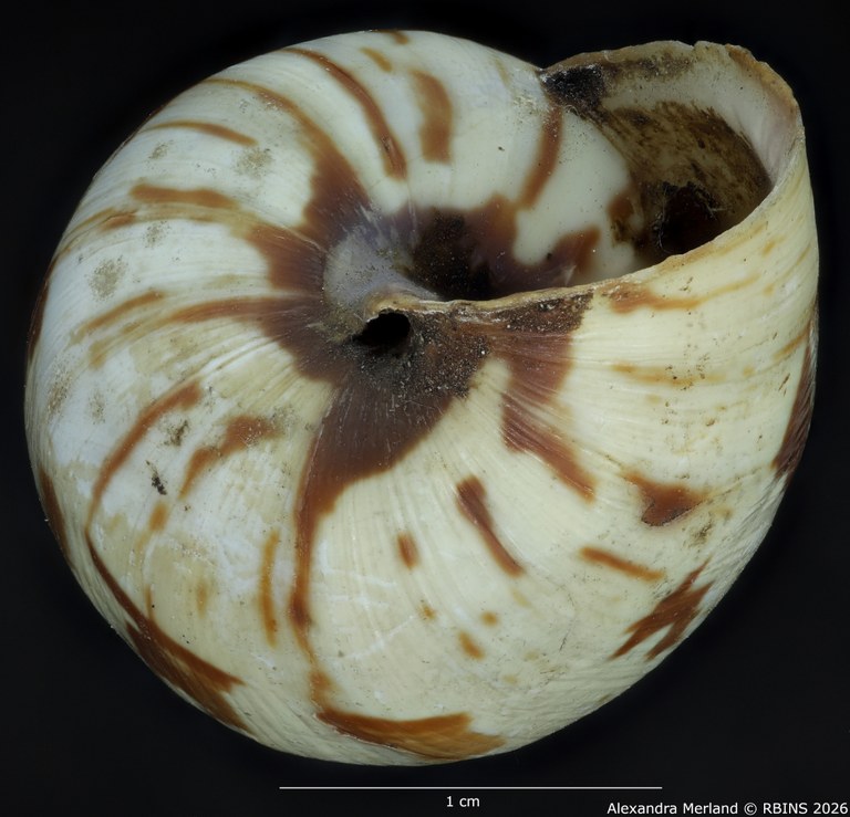 BE-RBINS-INV-MT-1434-Perideriopsis-fallsensis-st-bottom.jpg