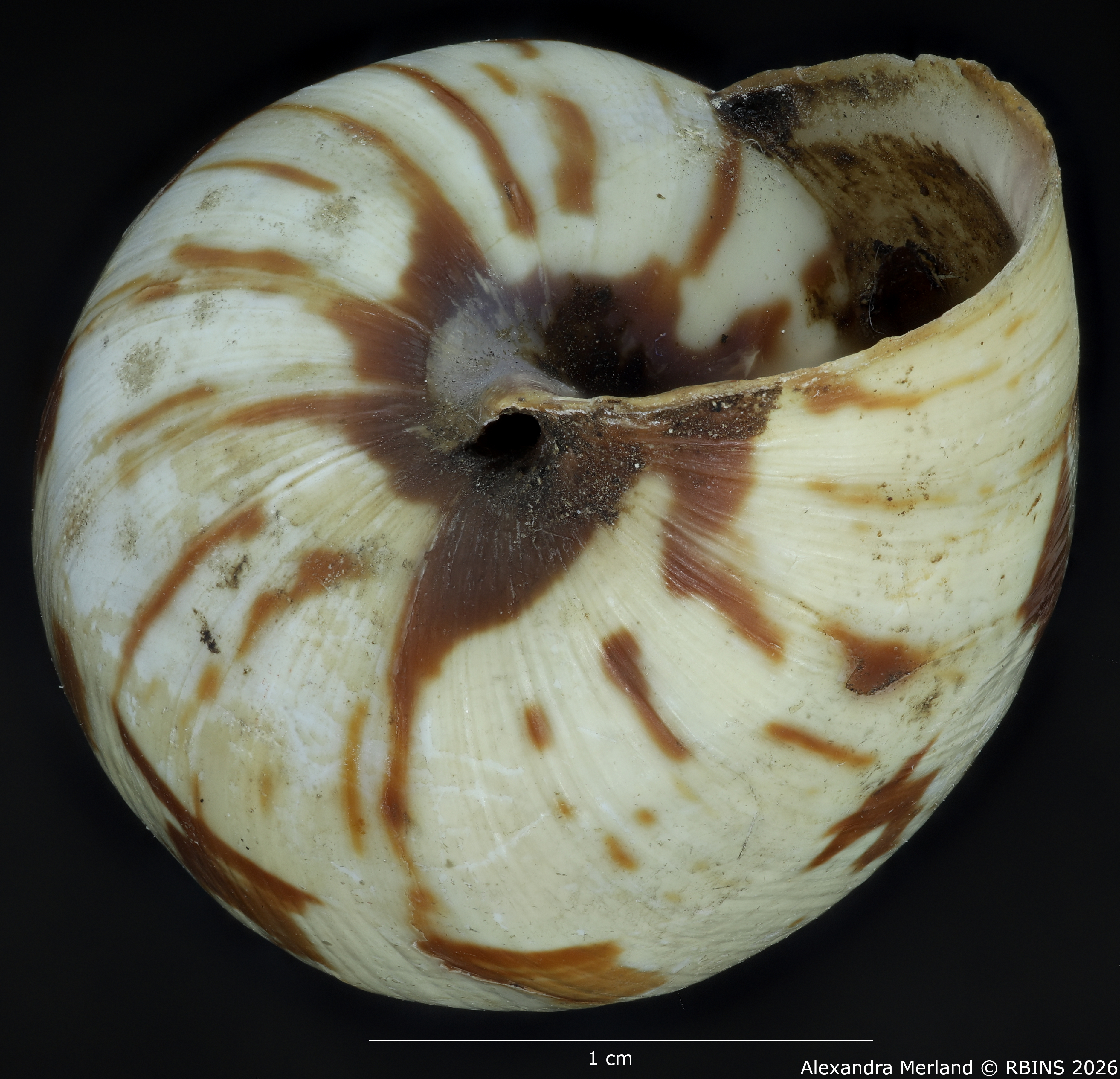 BE-RBINS-INV-MT-1434-Perideriopsis-fallsensis-st-bottom.jpg