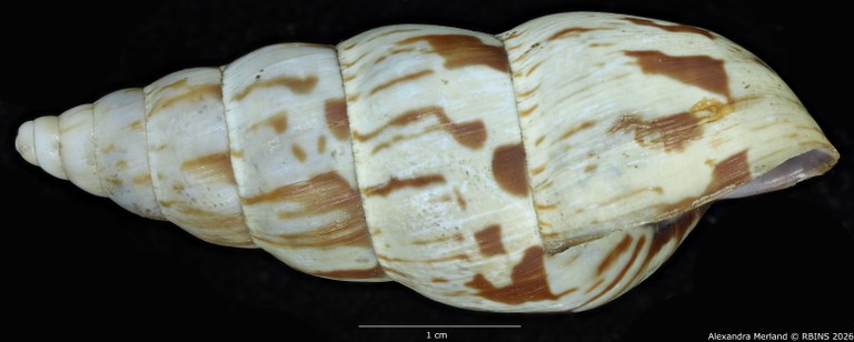 BE-RBINS-INV-MT-1434-Perideriopsis-fallsensis-st-L.jpg