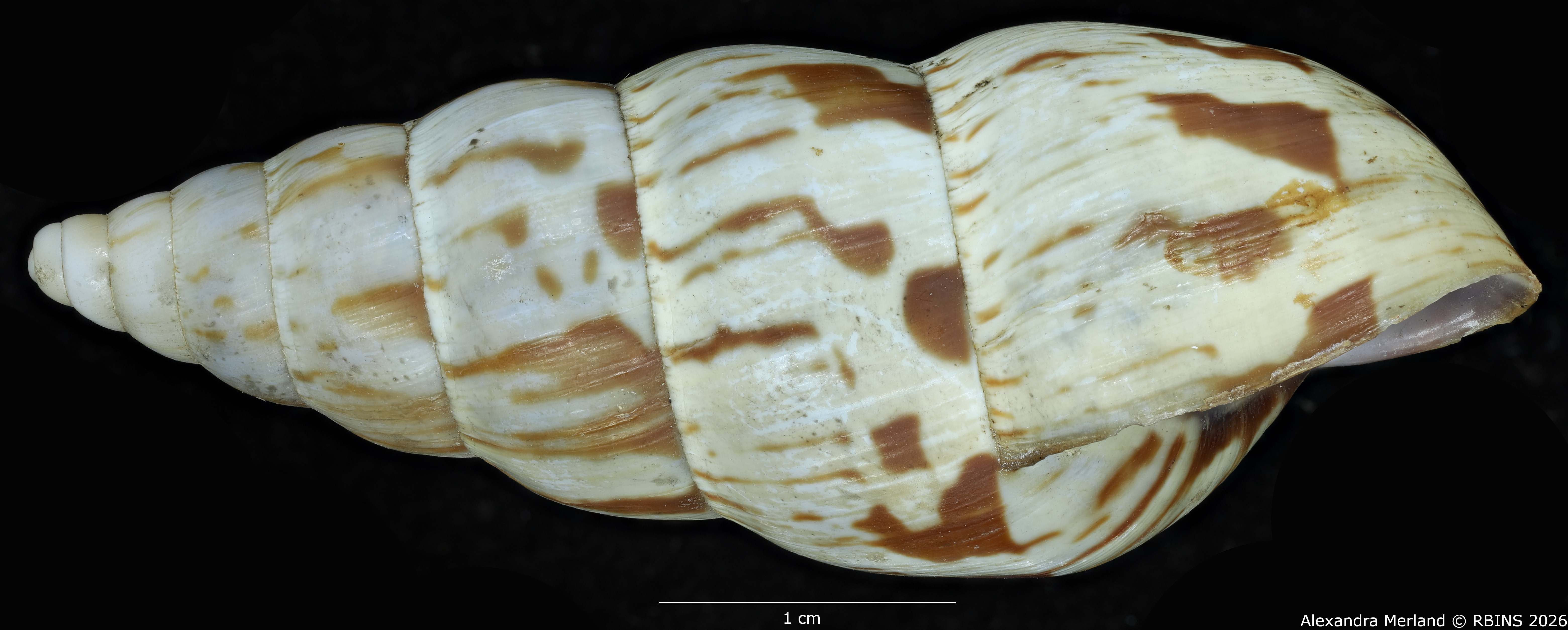BE-RBINS-INV-MT-1434-Perideriopsis-fallsensis-st-L.jpg