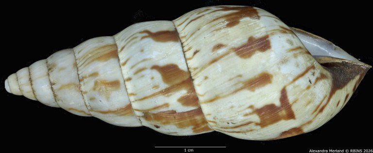BE-RBINS-INV-MT-1434-Perideriopsis-fallsensis-st-L2.jpg