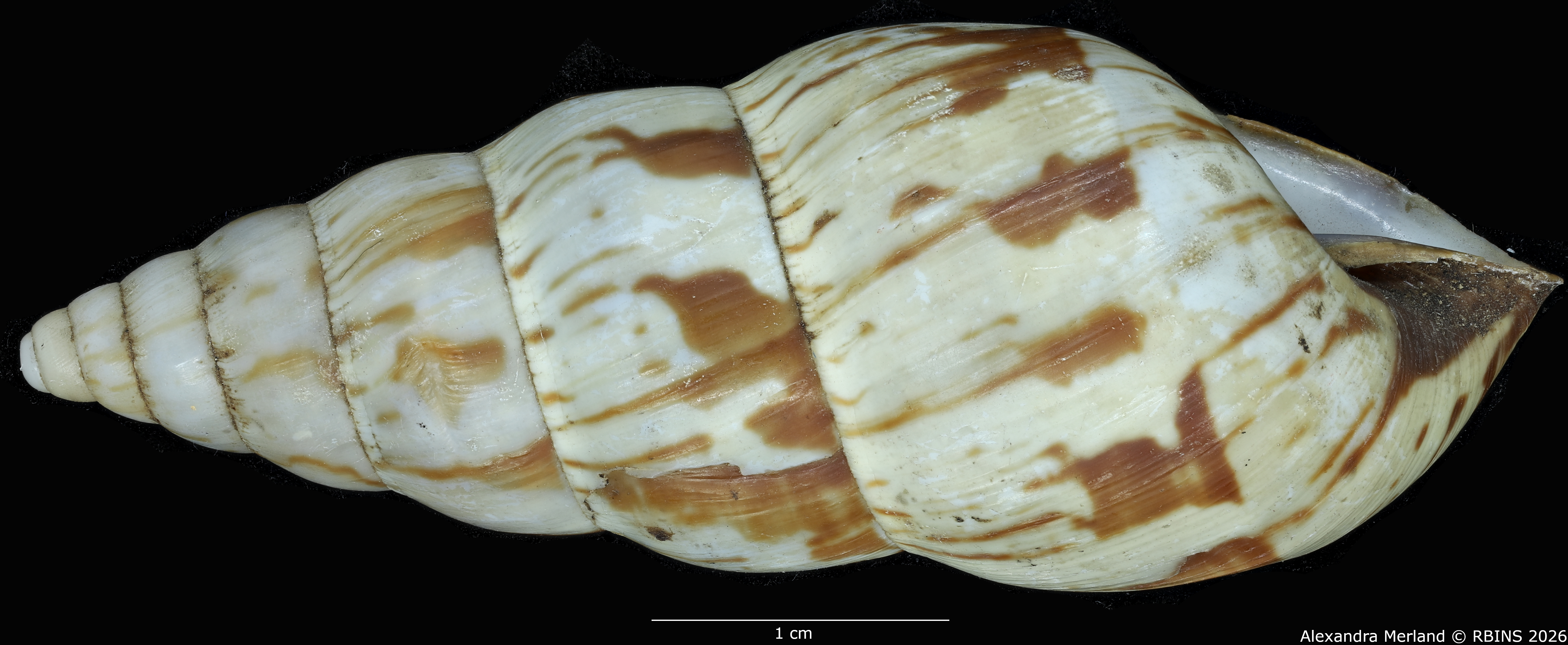 BE-RBINS-INV-MT-1434-Perideriopsis-fallsensis-st-L2.jpg