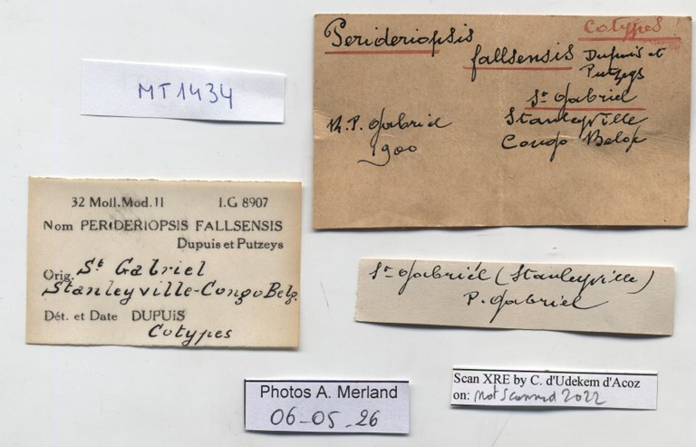 BE-RBINS-INV-MT-1434-Perideriopsis-fallsensis-st-label.jpg