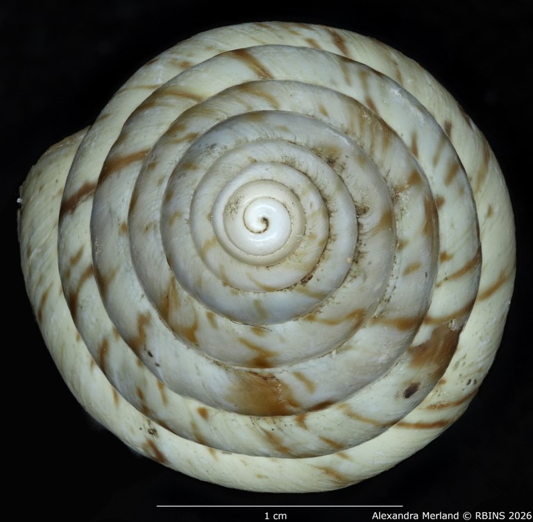 BE-RBINS-INV-MT-1434-Perideriopsis-fallsensis-st-top.jpg