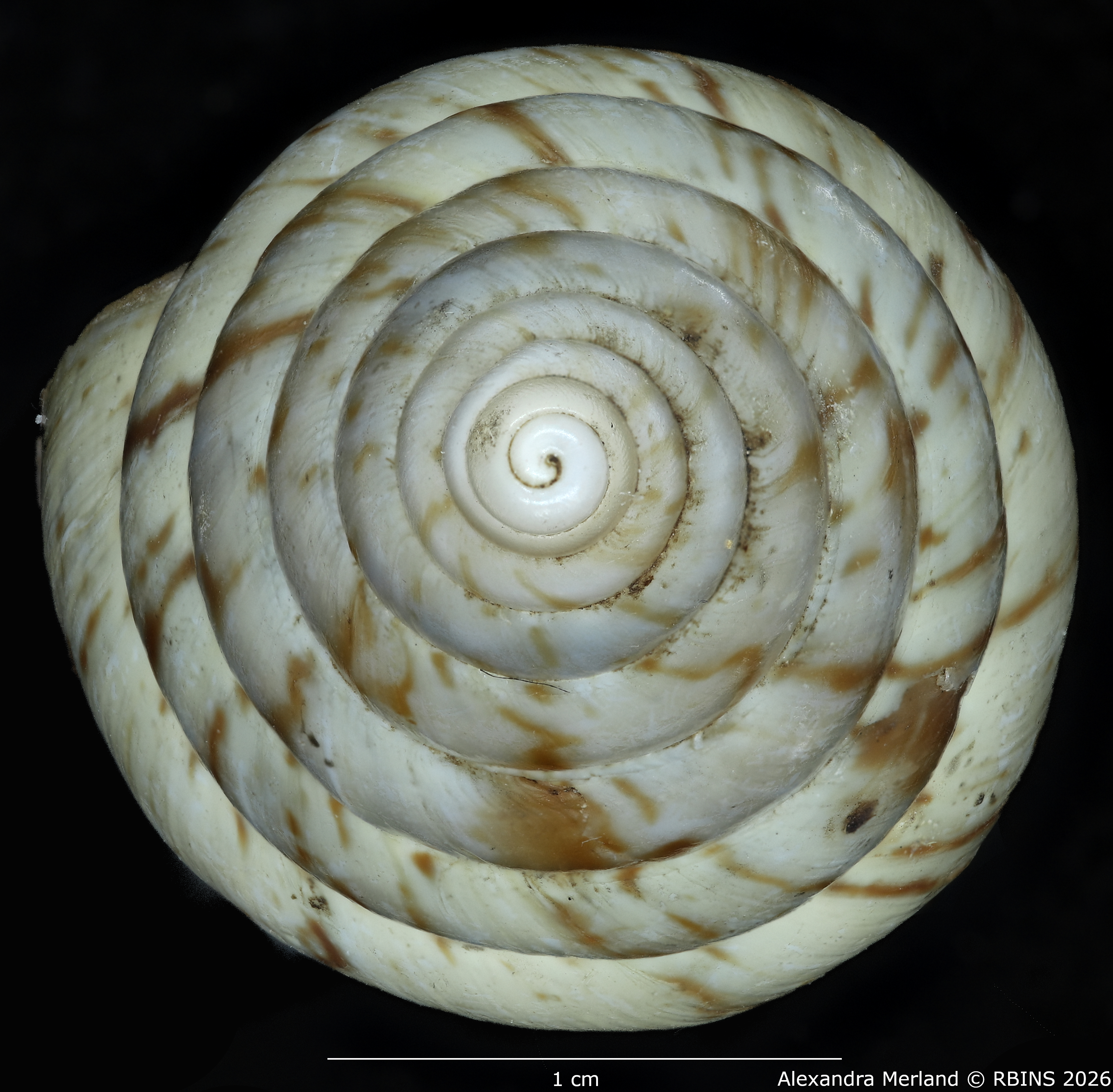 BE-RBINS-INV-MT-1434-Perideriopsis-fallsensis-st-top.jpg