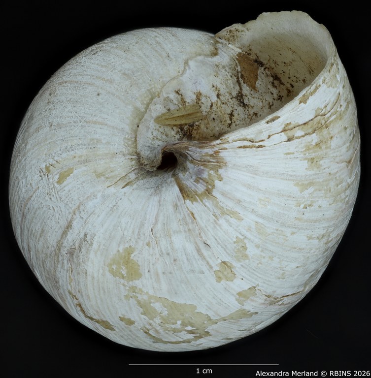 BE-RBINS-INV-MT-1435-Perideriopsis-fallsensis-st-bottom.jpg