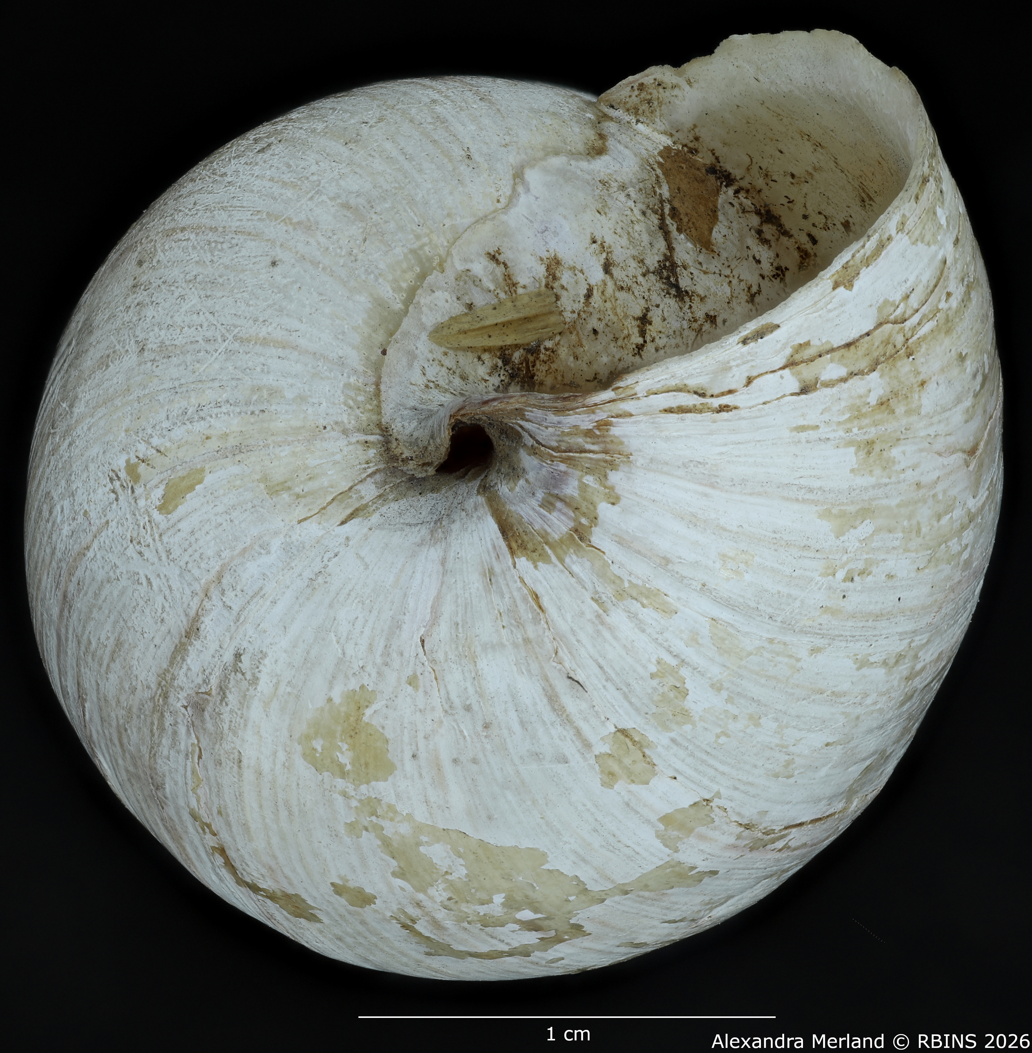 BE-RBINS-INV-MT-1435-Perideriopsis-fallsensis-st-bottom.jpg