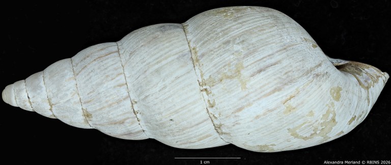 BE-RBINS-INV-MT-1435-Perideriopsis-fallsensis-st-L2.jpg