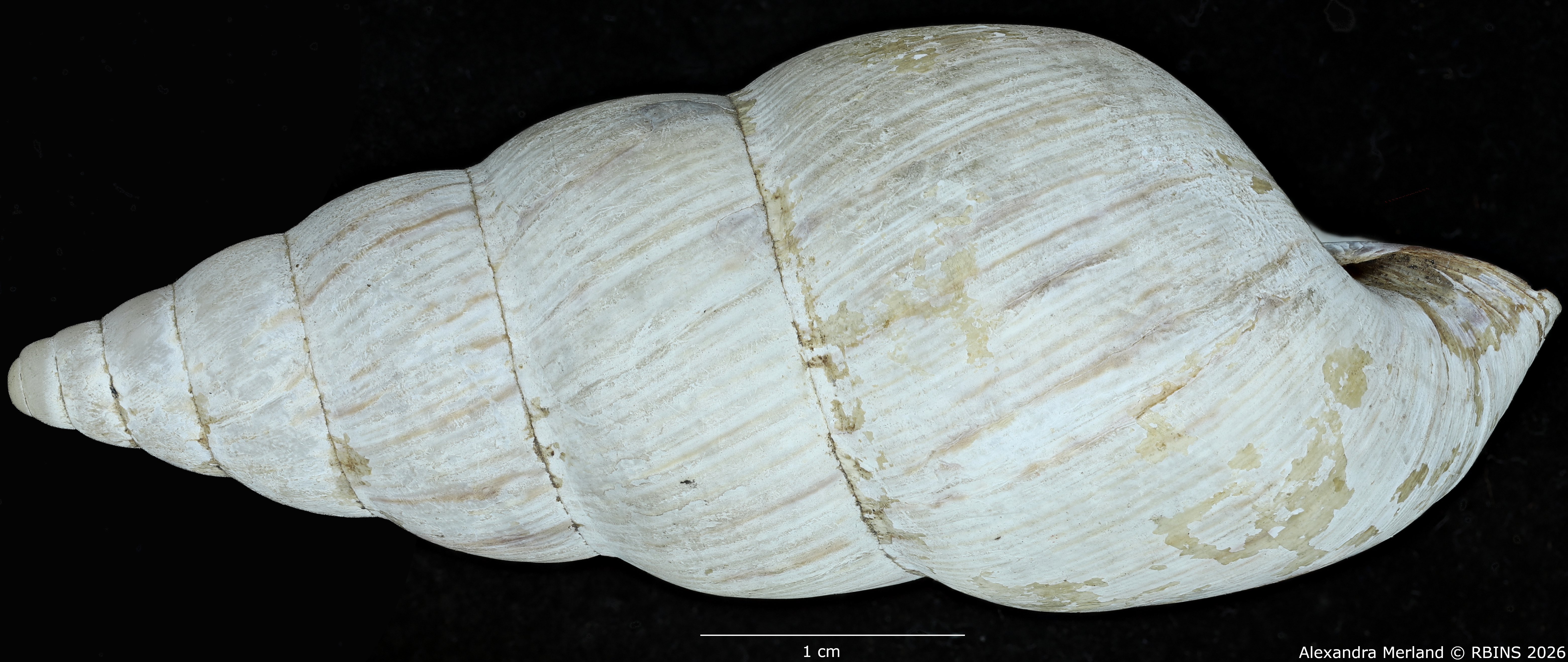 BE-RBINS-INV-MT-1435-Perideriopsis-fallsensis-st-L2.jpg