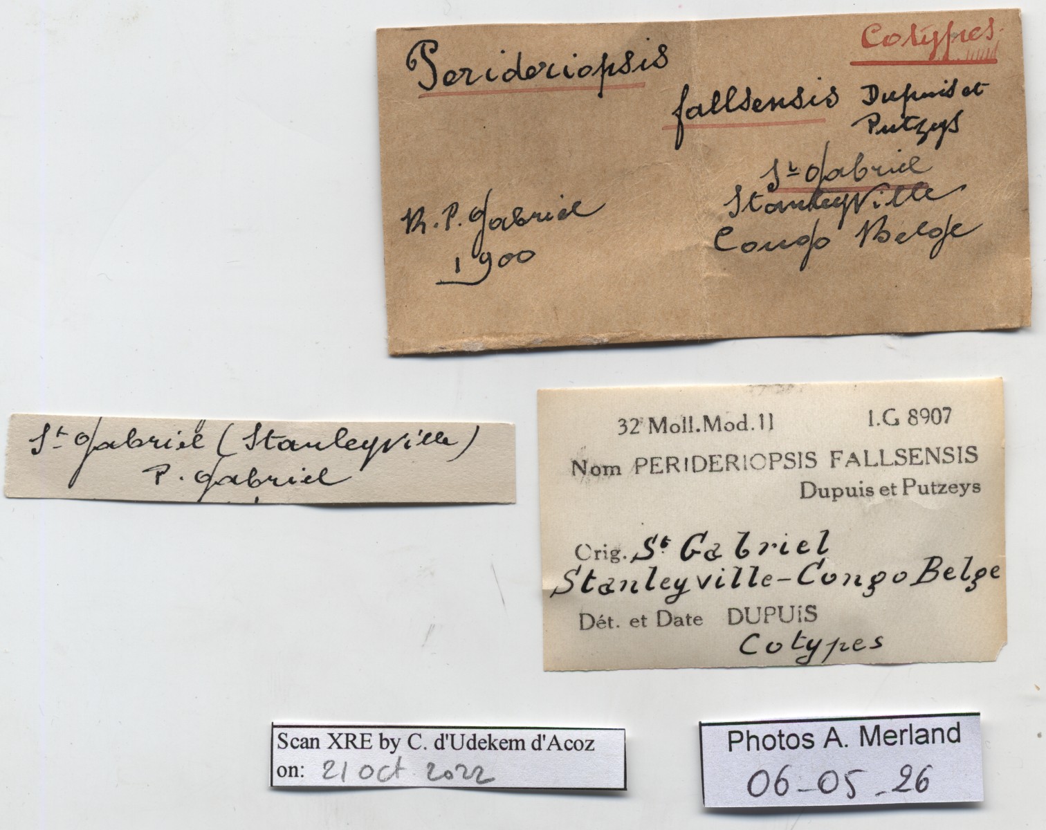 BE-RBINS-INV-MT-1435-Perideriopsis-fallsensis-st-label.jpg