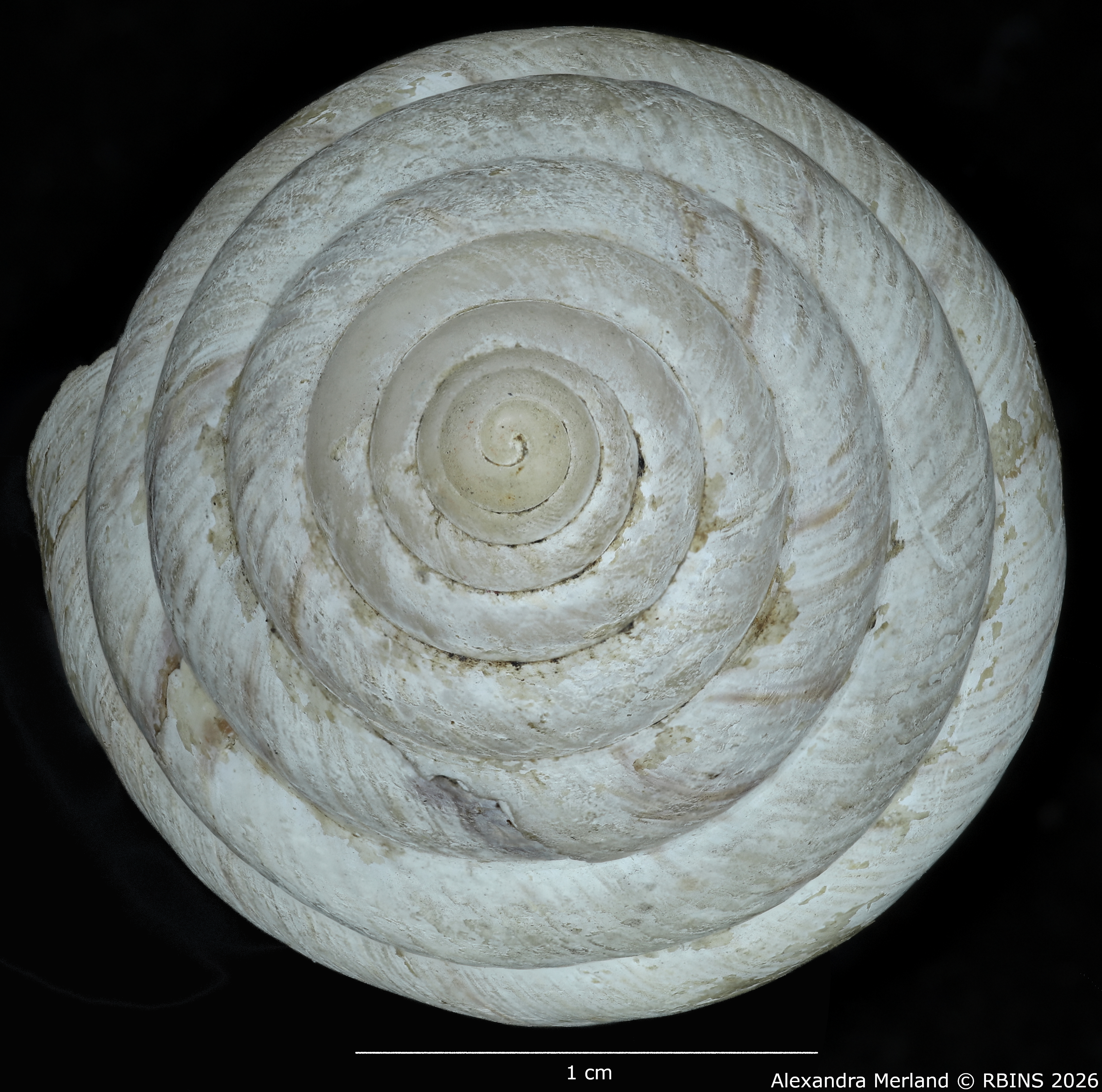 BE-RBINS-INV-MT-1435-Perideriopsis-fallsensis-st-top.jpg