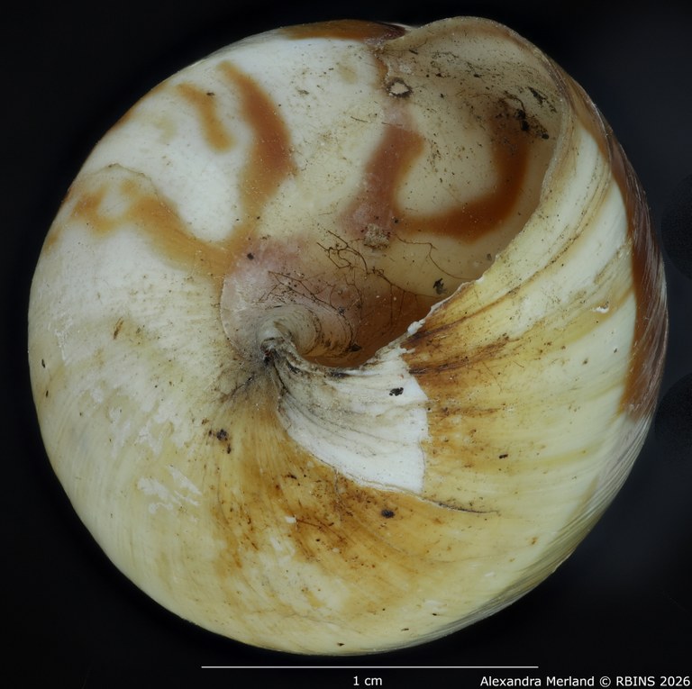 BE-RBINS-INV-MT-1598-Perideriopsis-fallsensis-st-bottom.jpg